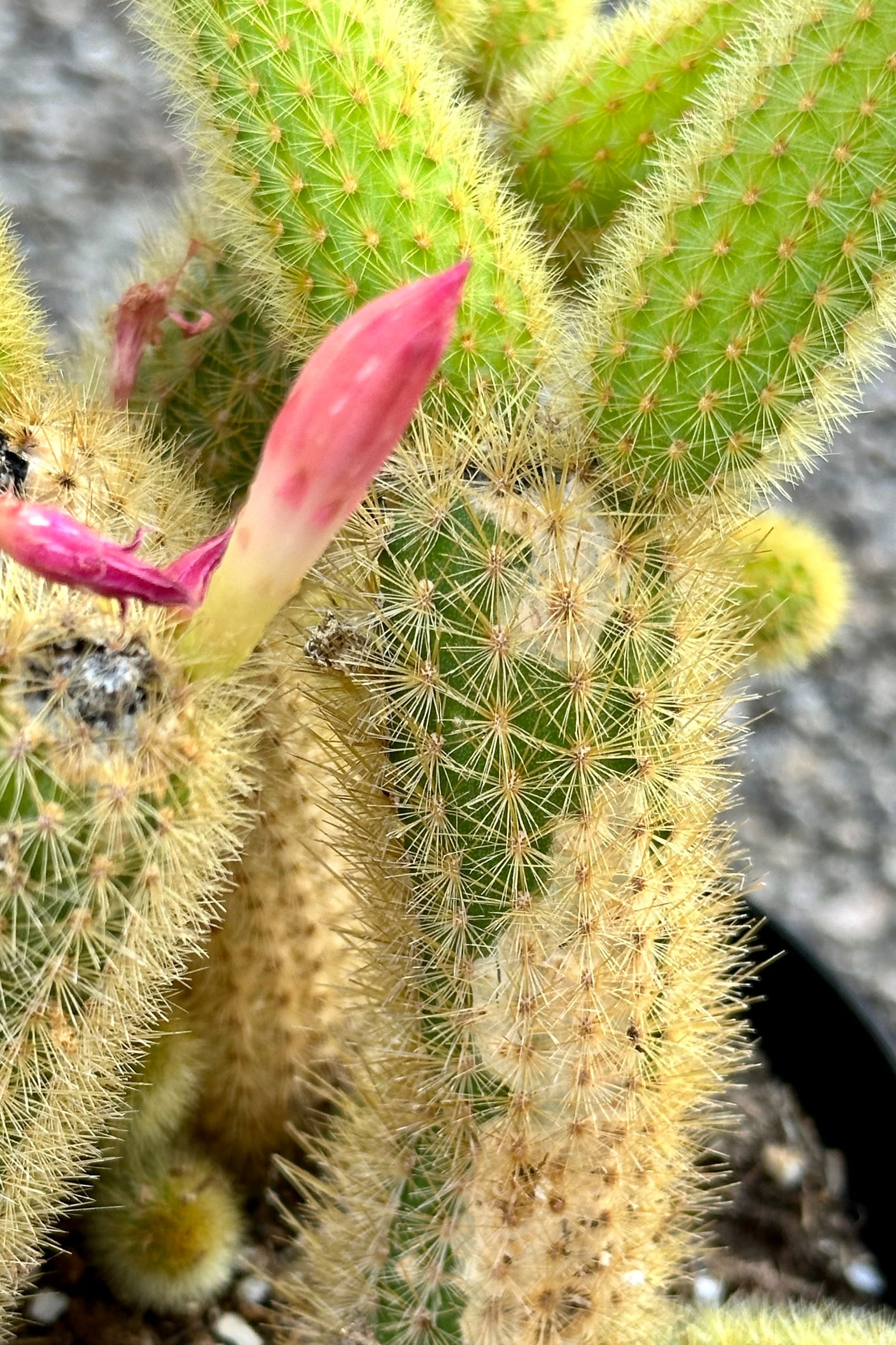 Cleistocactus colademononis with a pink bud about to bloom at Sprout Home. ©Sprout Home