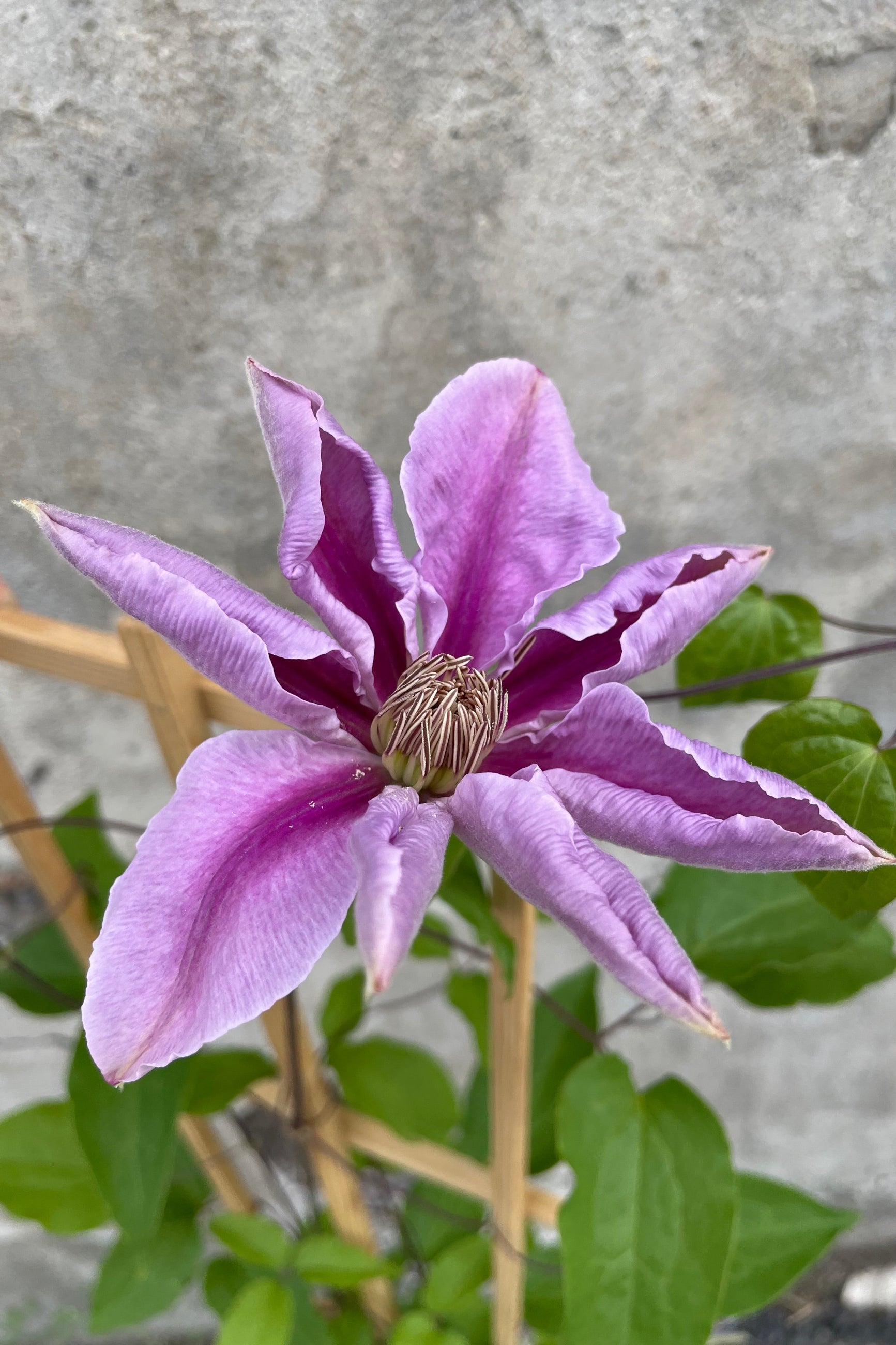 The sweet purple bloom with light exterior and darker interior purple petals of Clematis 'Bee's Jubilee' mid May. ©Sprout Home