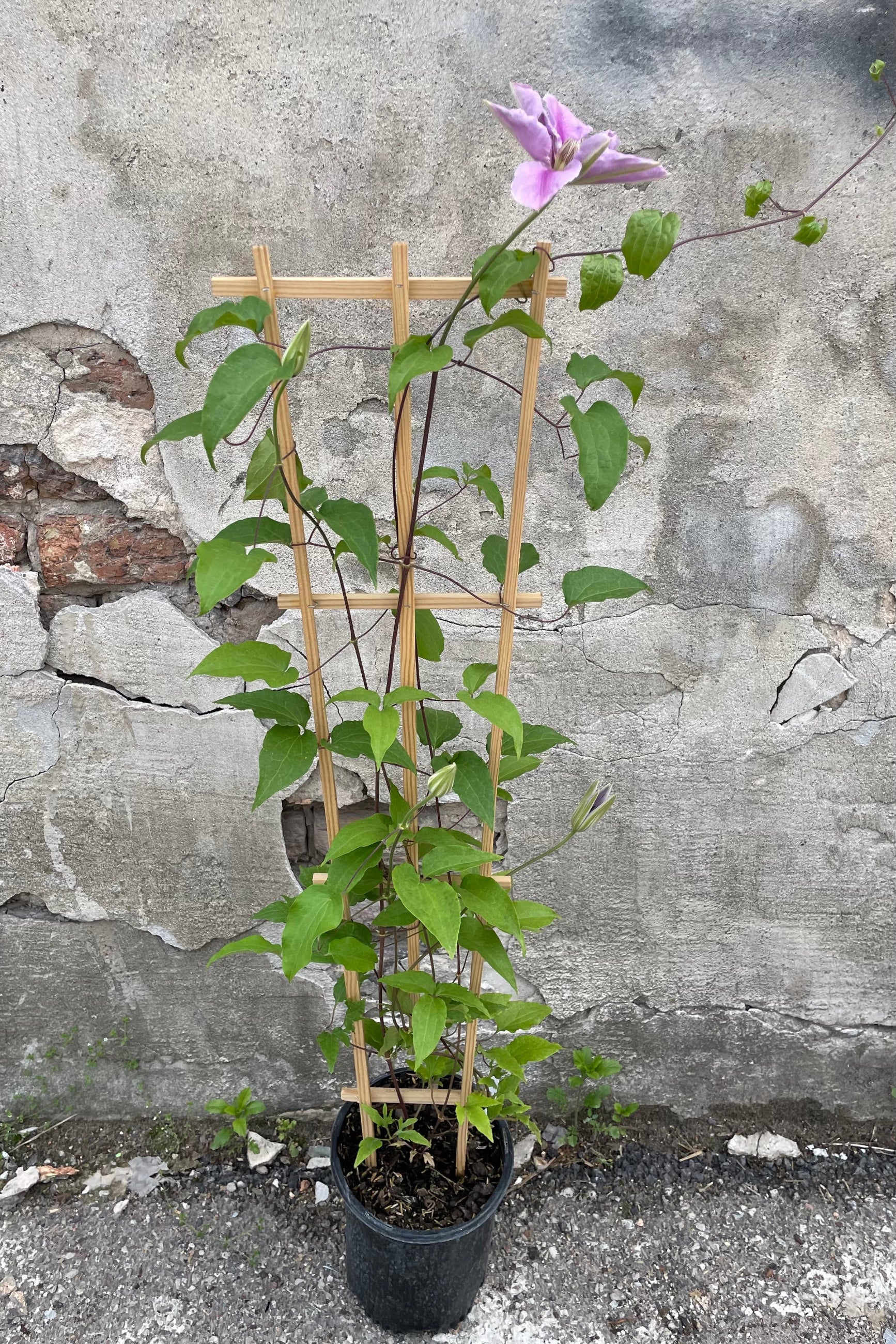 Clematis 'Bee's Jubilee' starting its bloom cycle mid May from a #1 size growers pot on a wood trellice ©Sprout Home