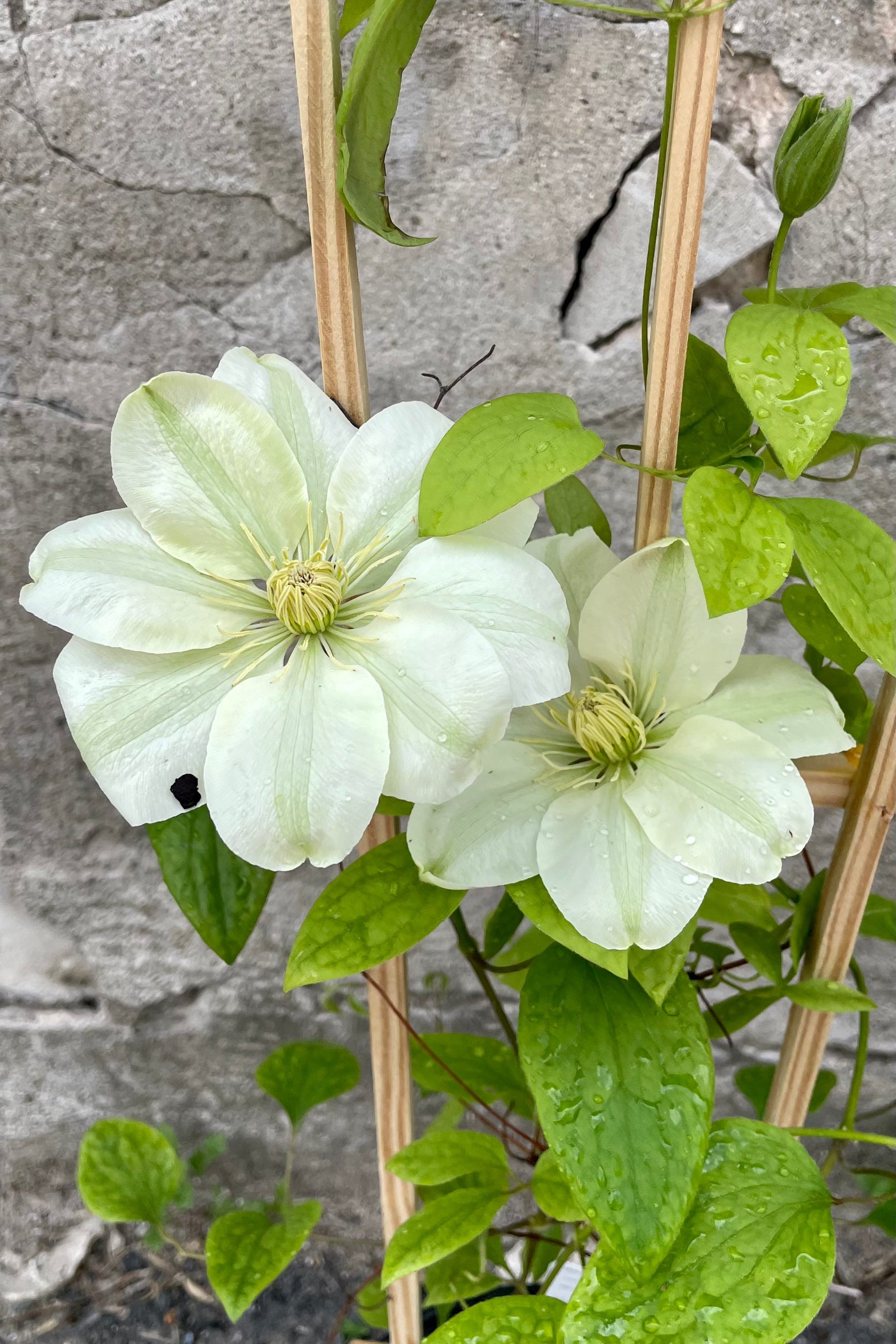 A detail picture of the white blooms with frilly center of the Clematis 'Guernsey Cream' the beginning of May. ©Sprout Home