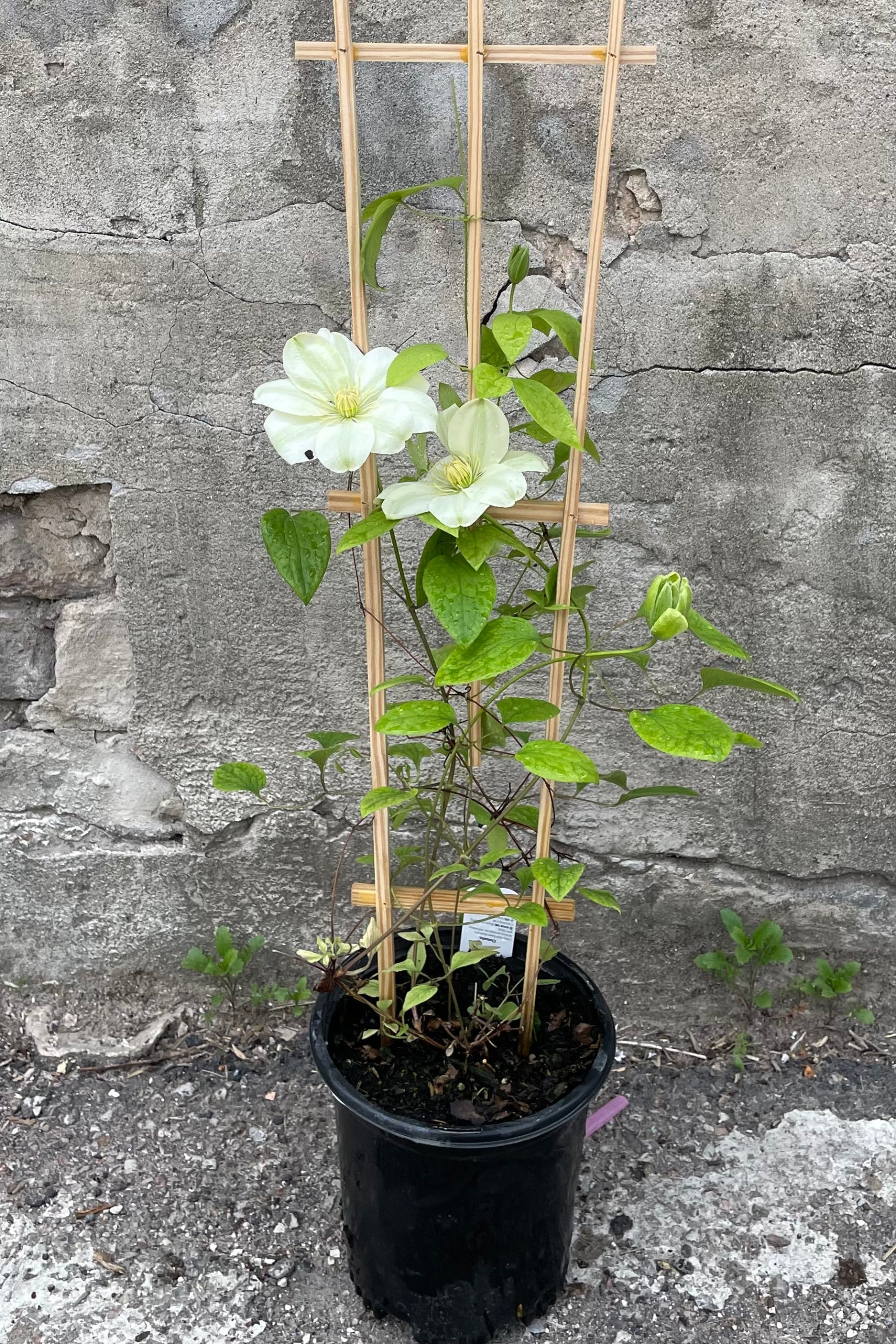 Clematis 'Guernsey Cream' in a #1 pot blooming its creamy white blooms the beginning of May in front of a concrete wall at Sprout Home. ©Sprout Home