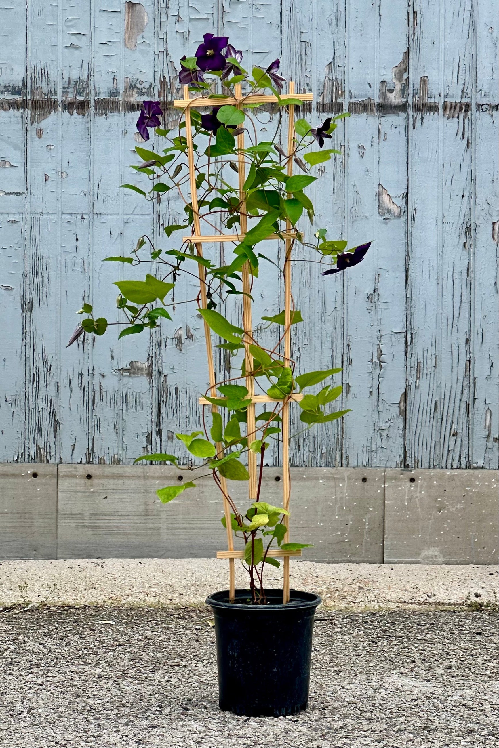 A #1 Clematis 'Jackmanii' in bloom with purple flowers the beginning of June at Sprout Home. ©Sprout Home