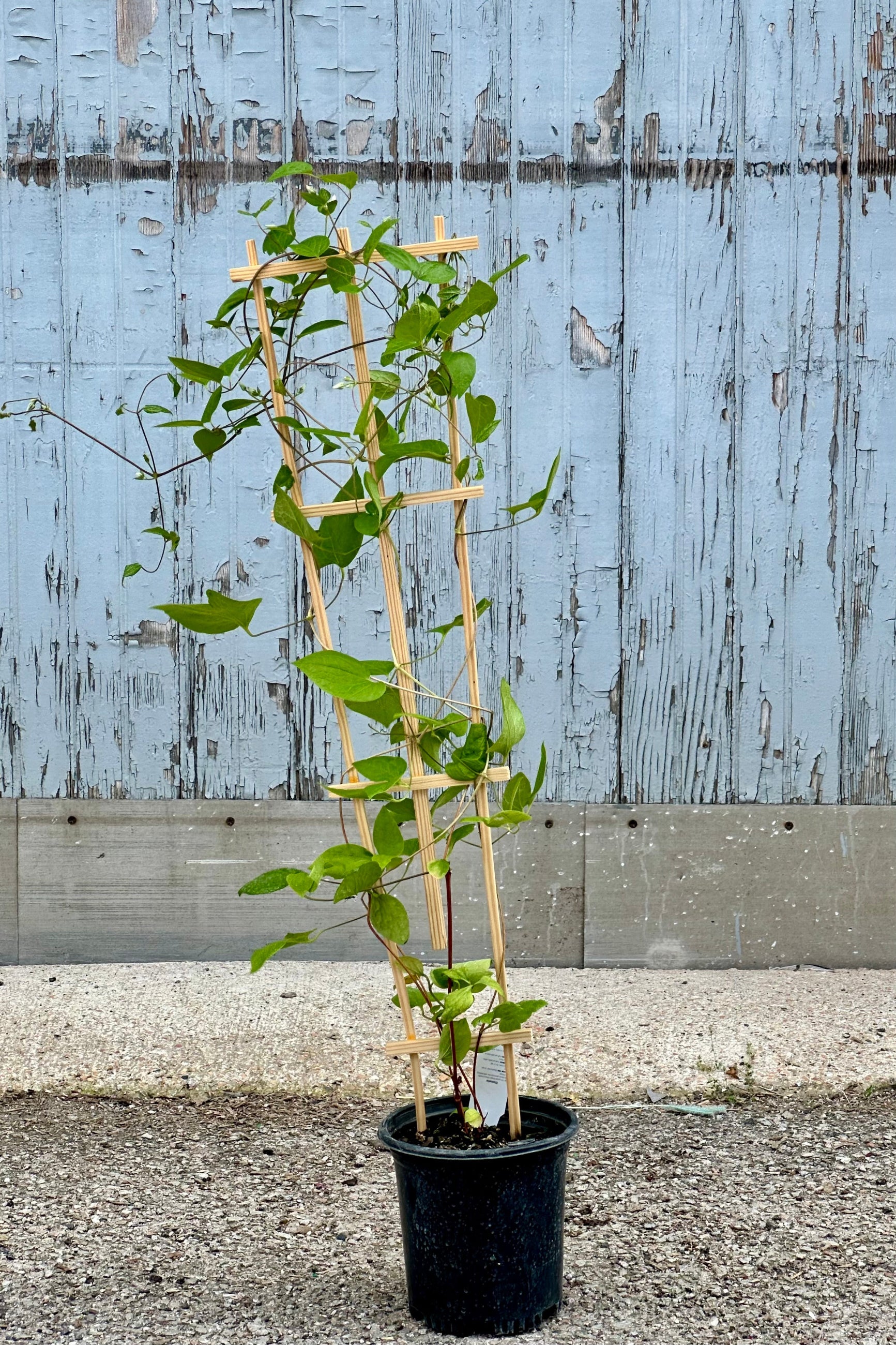 Clematis 'Jackmanii' in a #1 growers pot before bloom at Sprout Home. ©Sprout Home
