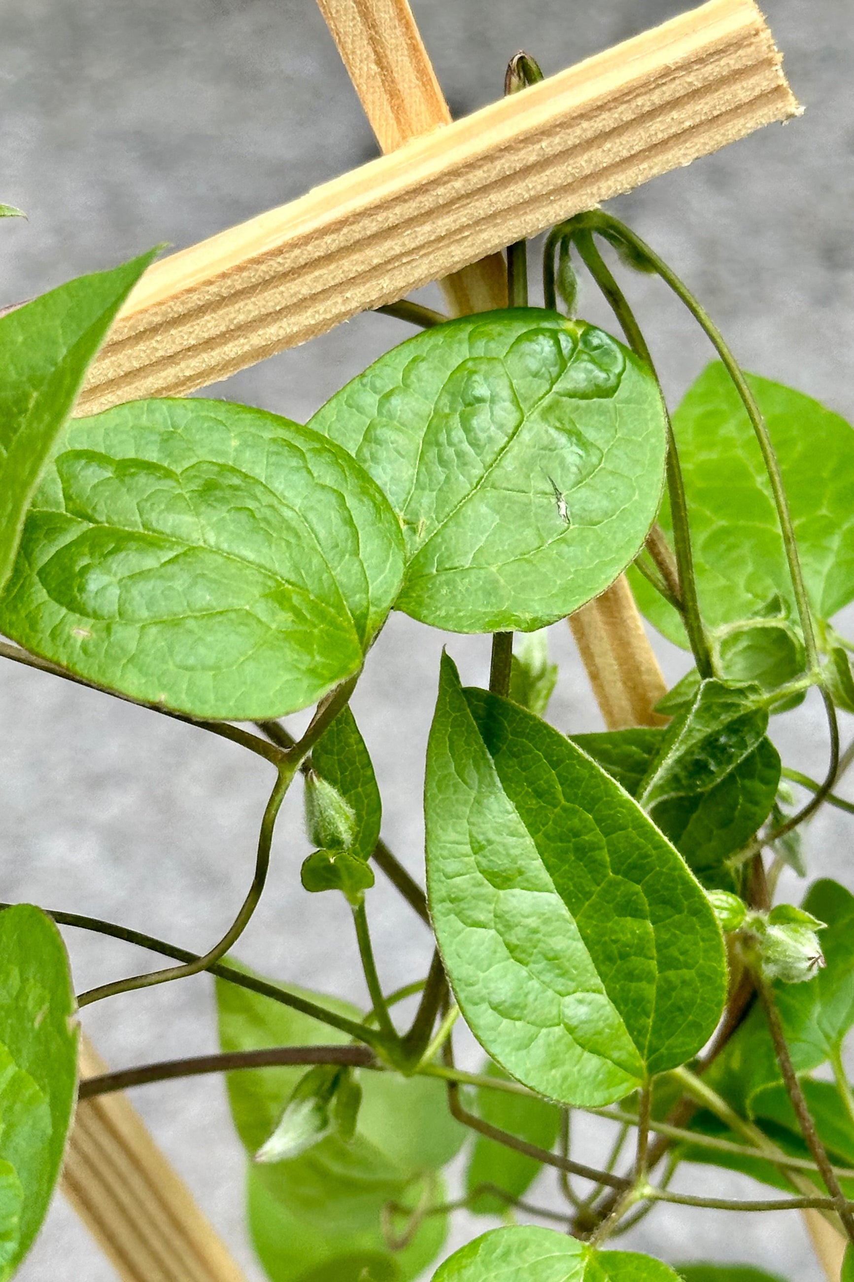 Clematis 'Jackmanii' close up of its green leaves. ©Sprout Home