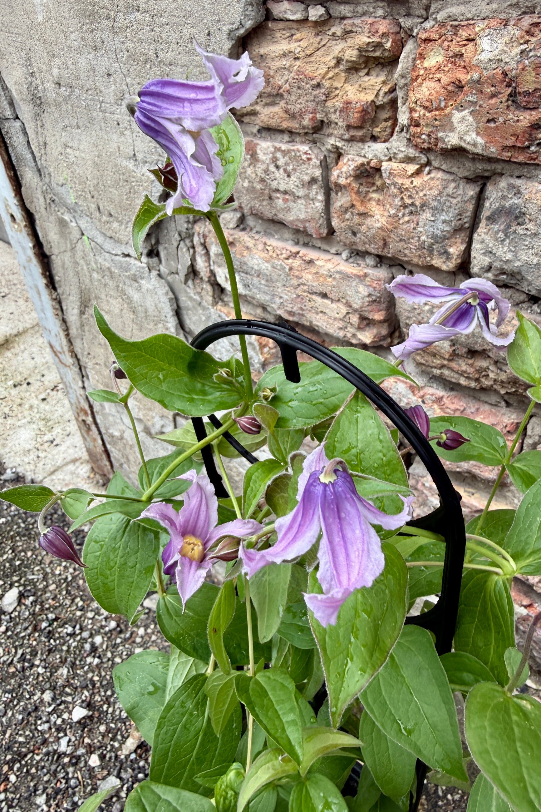 Clematis 'Stand By Me Lavender' in bud and bloom the beginning of July ©Sprout Home