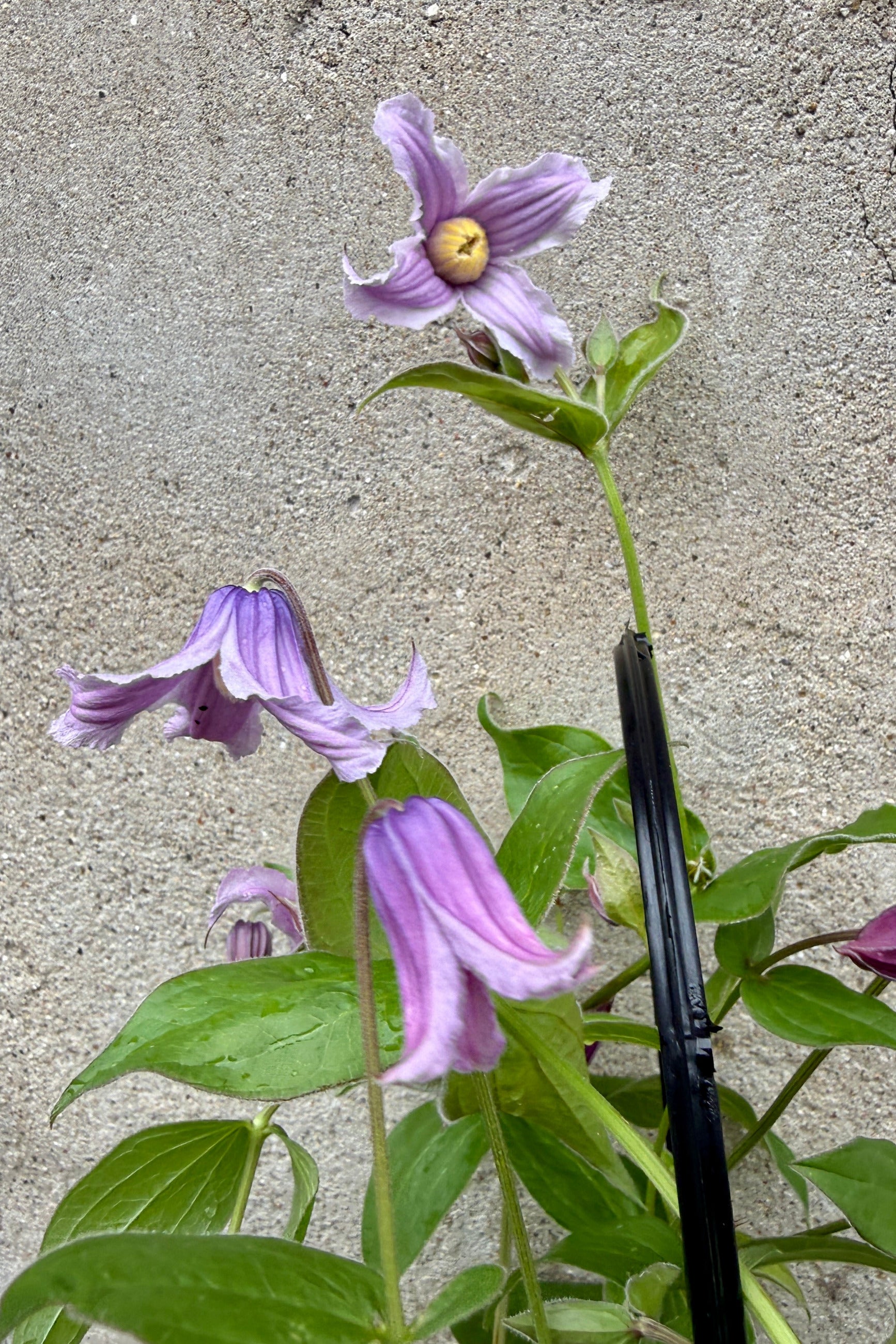 Clematis 'Stand By Me Lavender' in bud and bloom the beginning of July ©Sprout Home