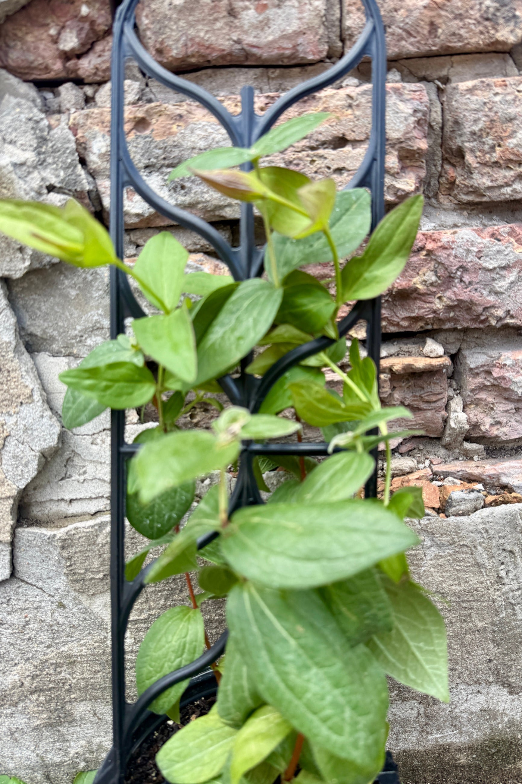 Clematis 'Stand By Me Lavender' against a brick wall, off bloom in mid June ©Sprout Home