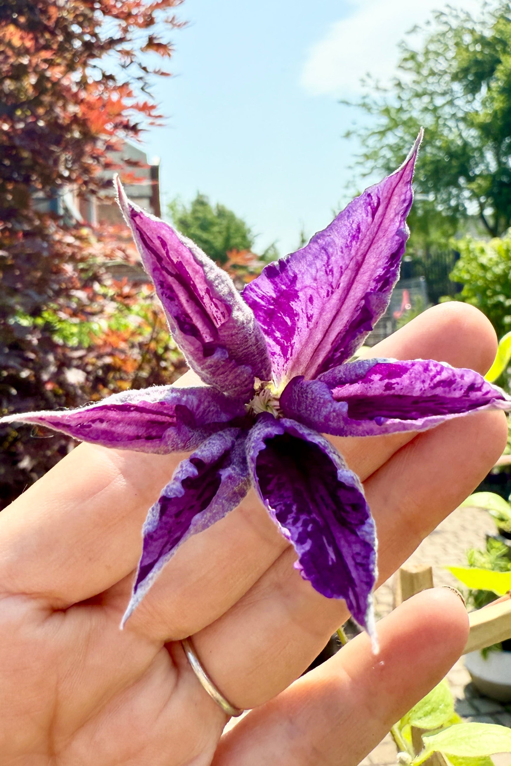 Clematis 'Tie Die' flower up close the middle of June ©Sprout Home