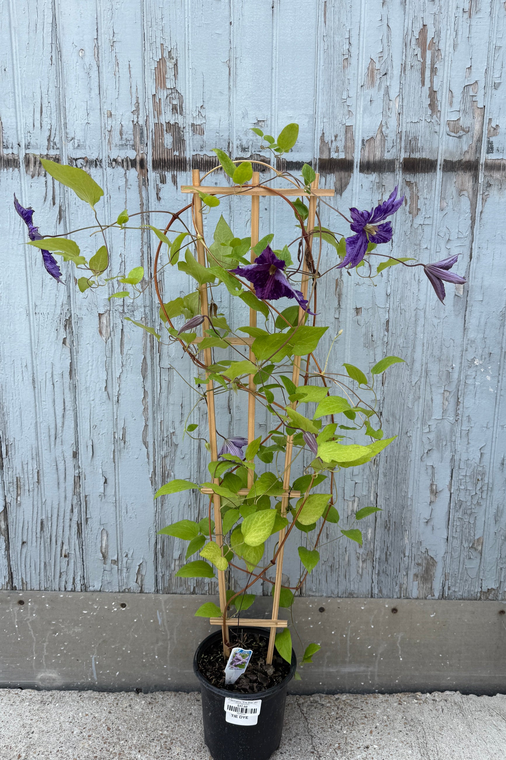 Clematis 'Tie Dye' in a #1 growers pot in June climbing up a wood trellice and blooming. ©Sprout Home