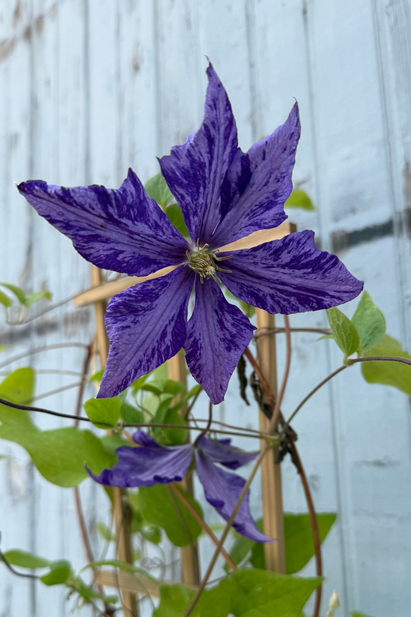 Clematis 'Tie Dye' in June climbing up a wood trellice and blooming. ©Sprout Home