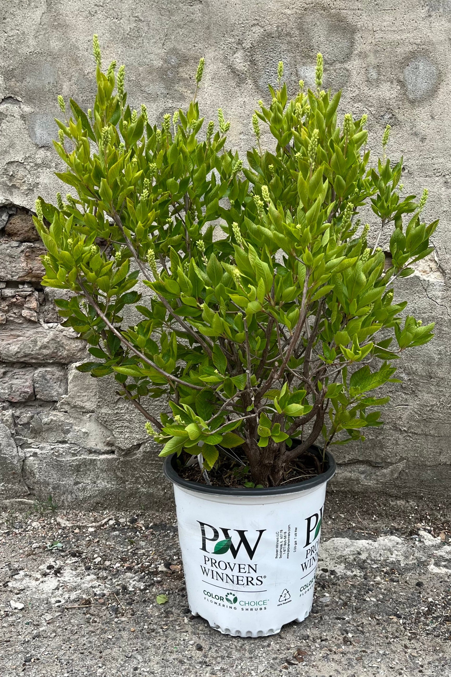 Clethra 'Caleb Vanilla Spice' in a #2 growers pot the end of June with full buds about to bloom. ©Sprout Home