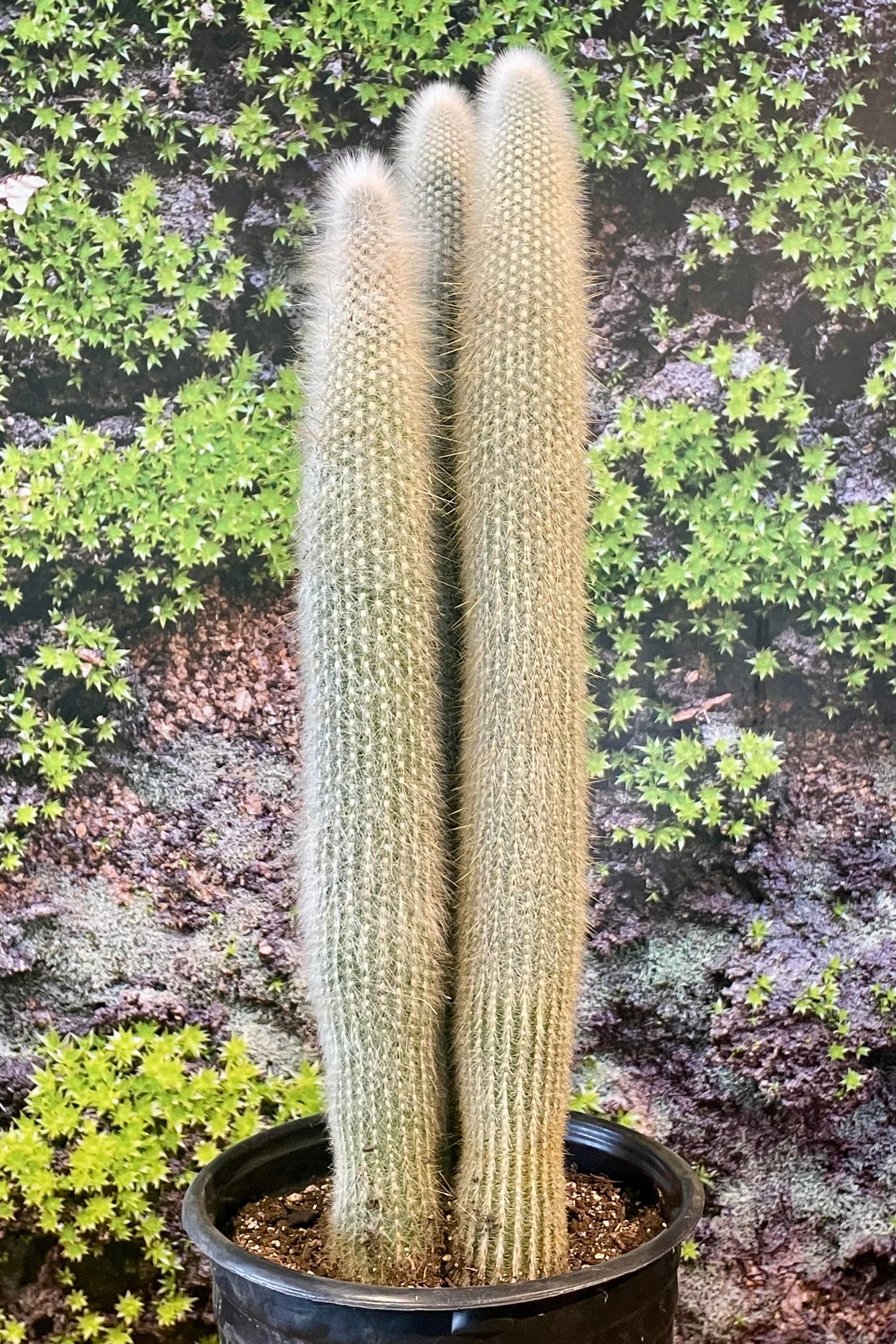 Three columns of a silver upright catus in front of a green wall ©Sprout Home