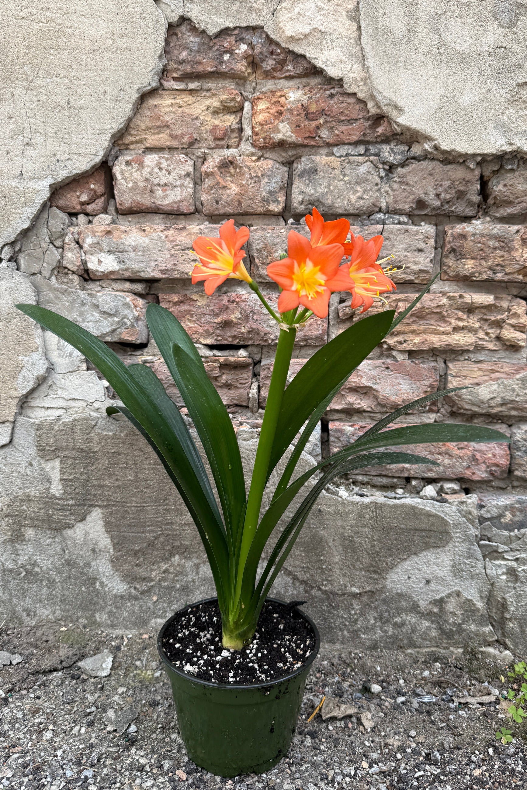 Potted plant Clivia plant with orange flowers the middle of June against a stone wall. ©Sprout Home