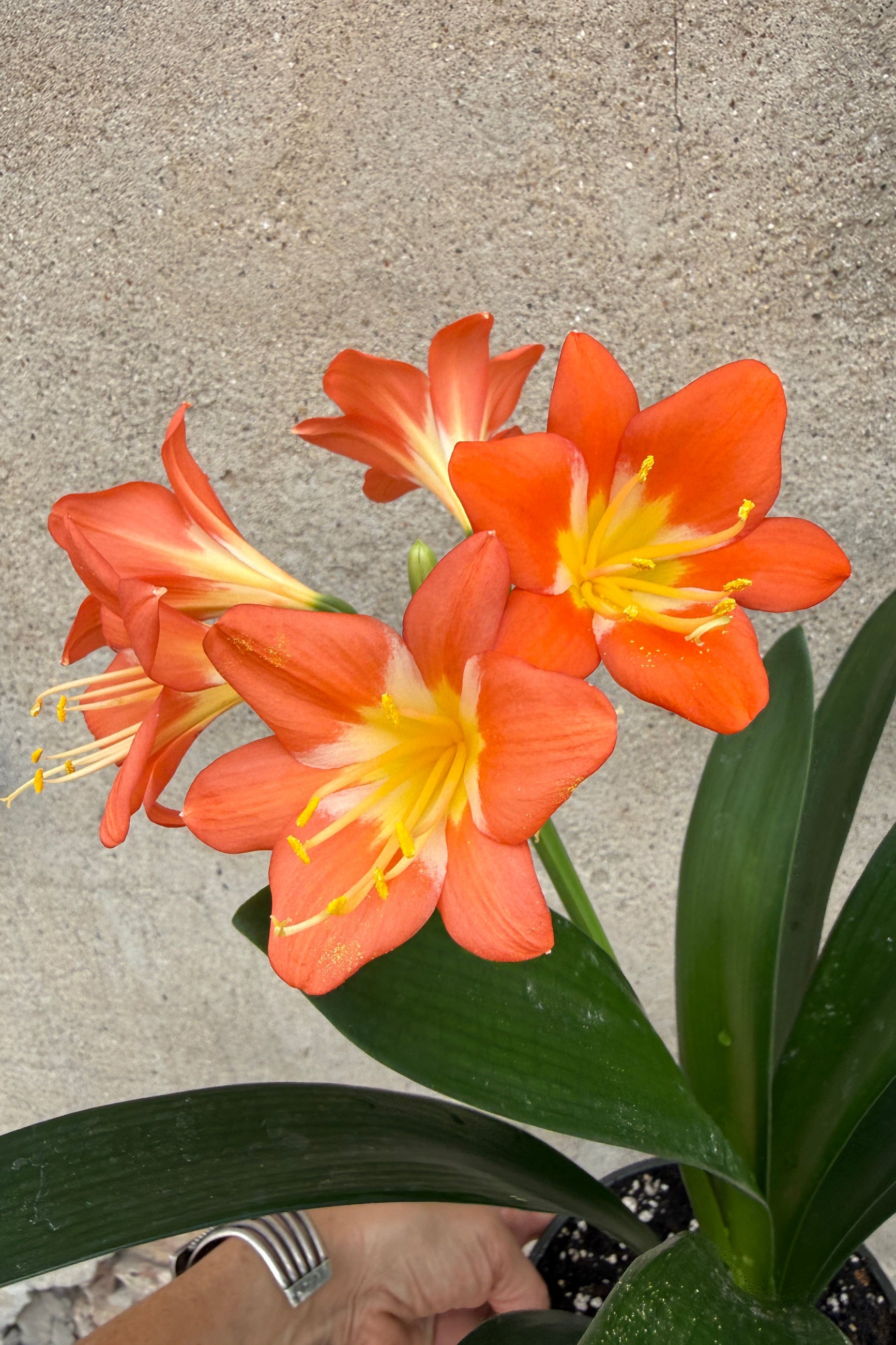 Orange and yellow flowers of the Clivia Plantin a pot on a concrete surface the middle of June Sprout Home