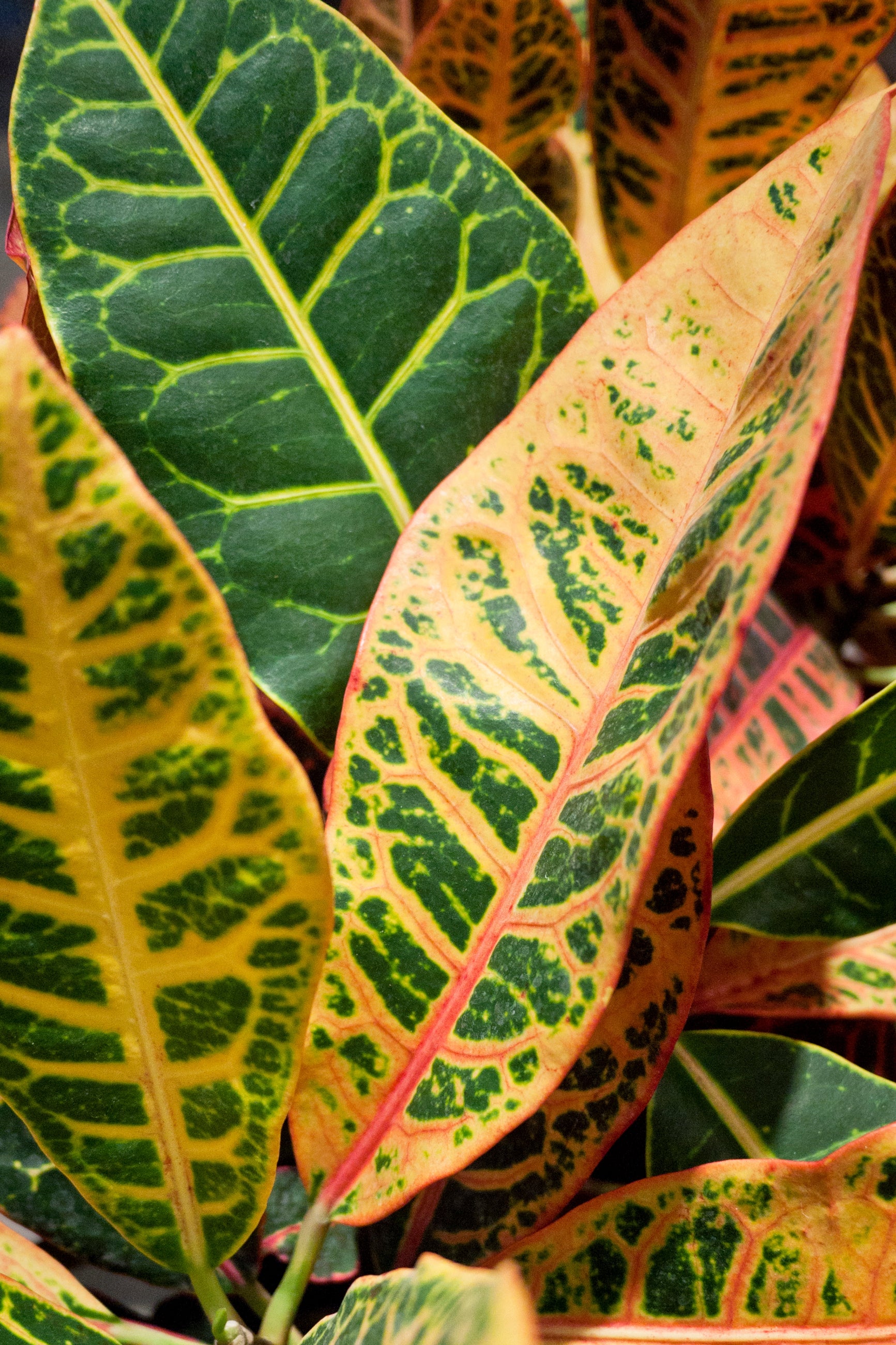 Close-up of Croton variegated leaves with green, pink, and red hues. ©Sprout Home