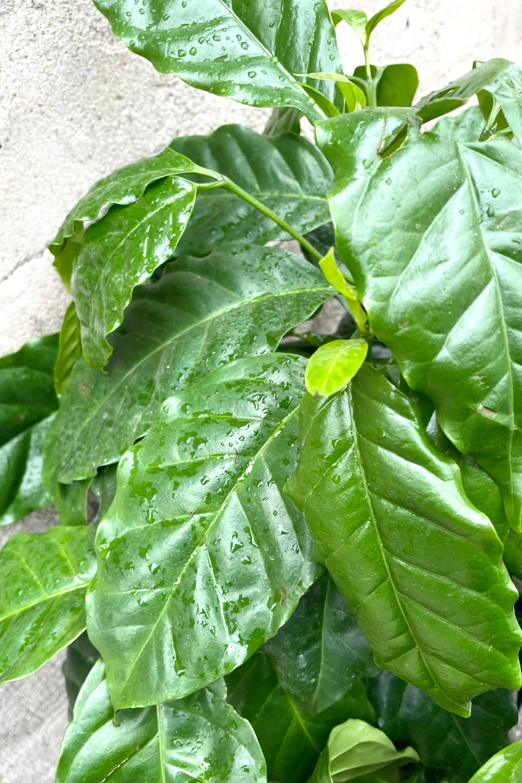A detailed view of Coffea arabica "Coffee Tree" 8" against concrete backdrop ©Sprout Home