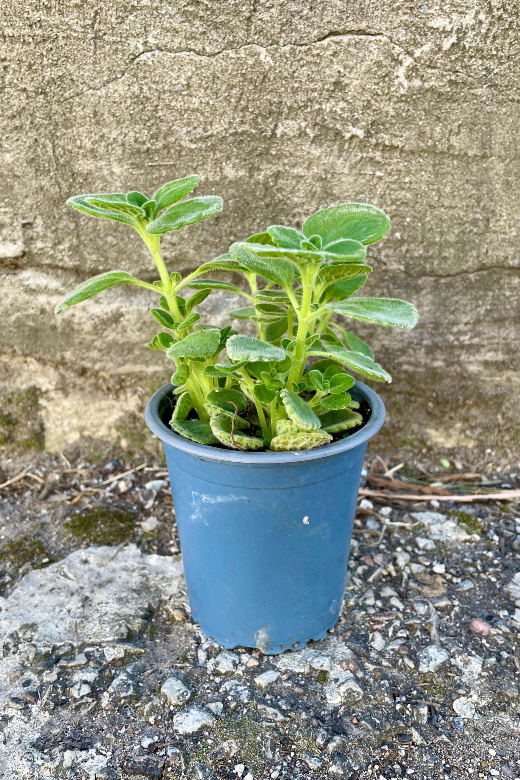 Cuban Oregano plant in a 4" growers pot in front of a concrete wall. ©Sprout Home