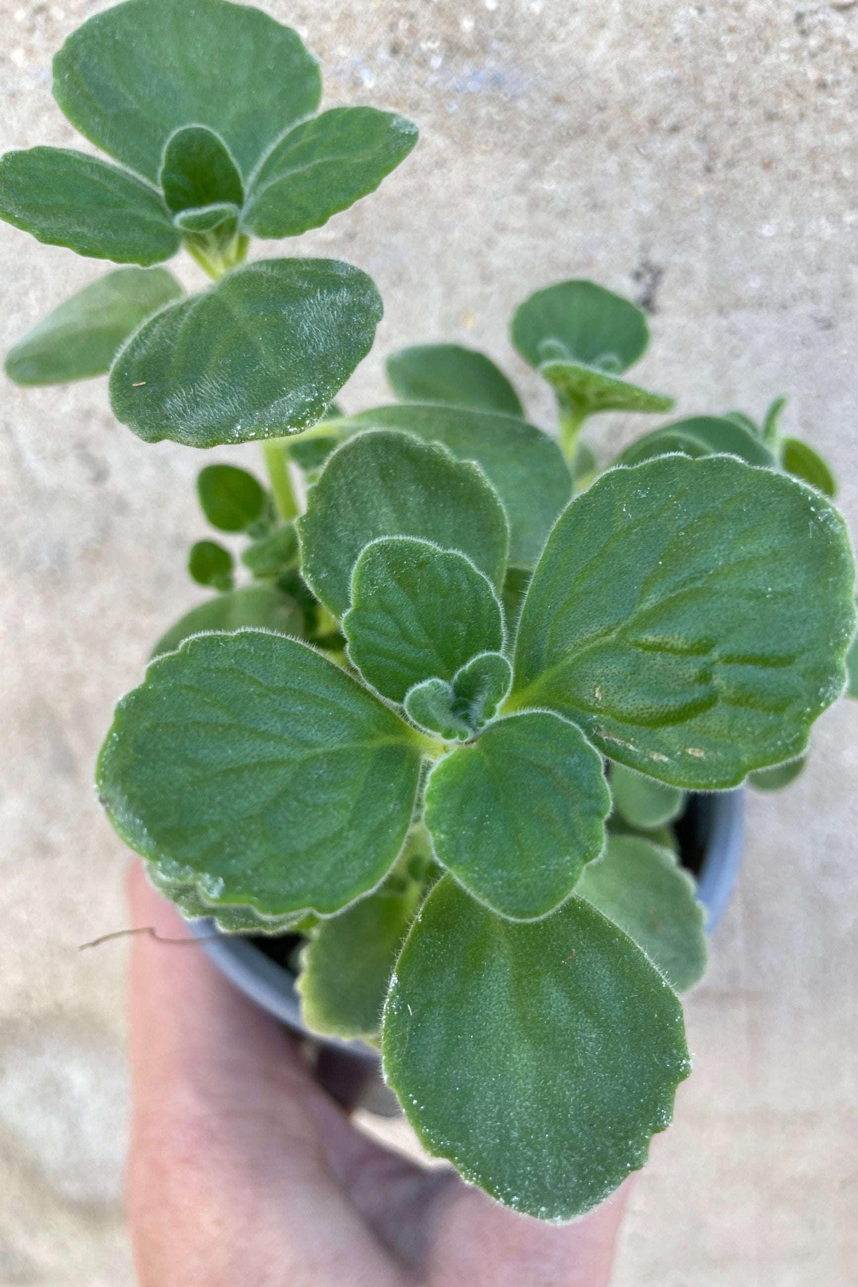 Coleus "Cuban ORegano" plant shown up close the thick round leaves. ©Sprout Home