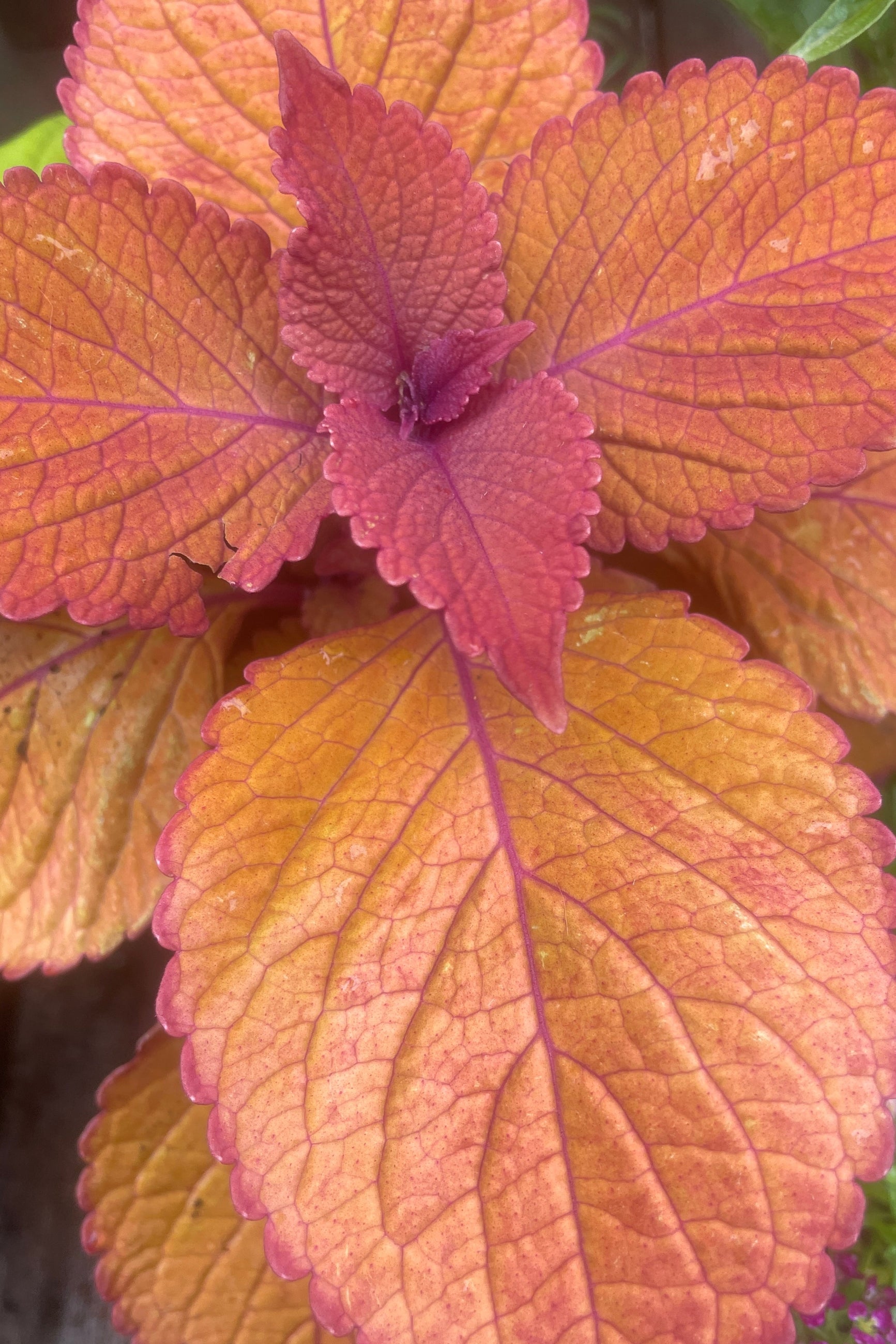Rich hues of orange and burgundy purple on the Coleus 'Campfire' at Sprout Home.