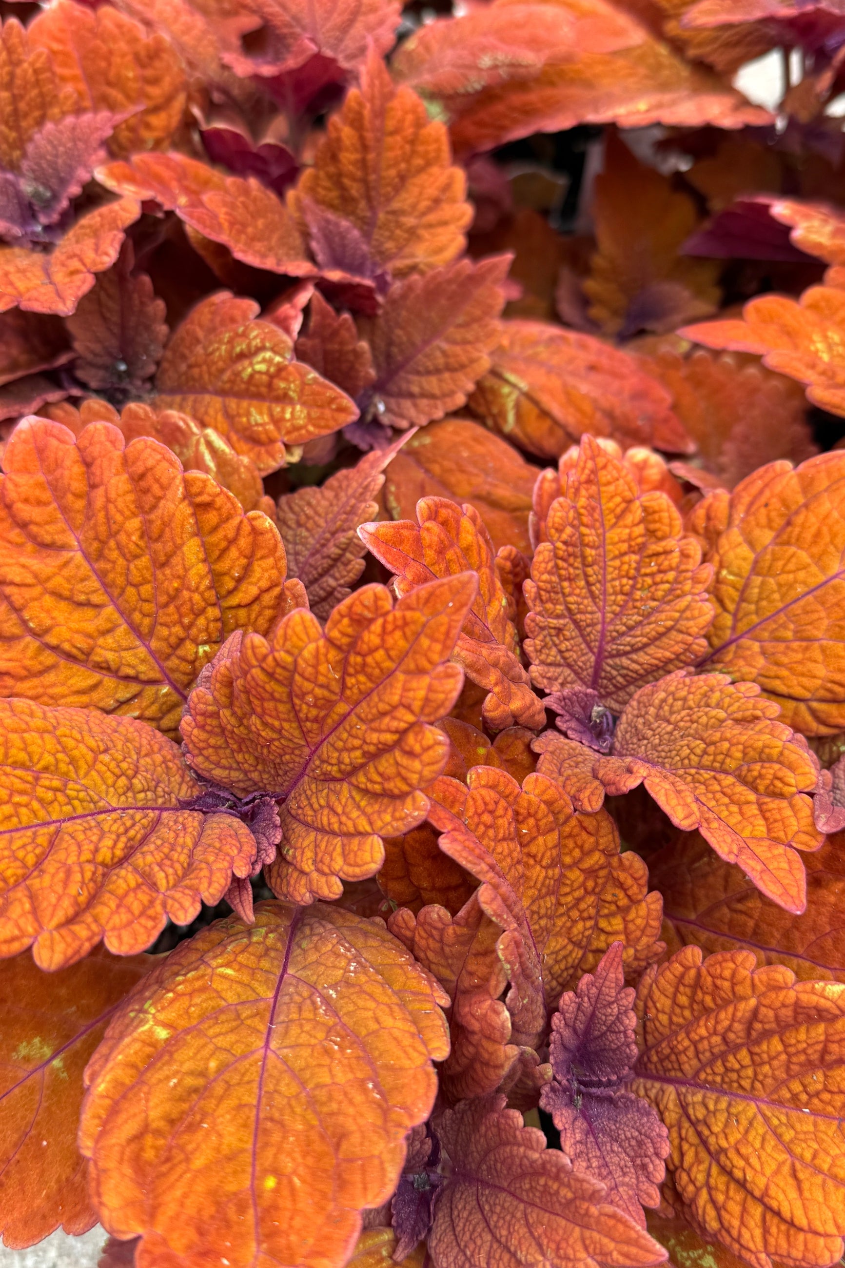 Coleus 'Charged up Inferno' leaves up close showing off the rich orange in May ©Sprout Home