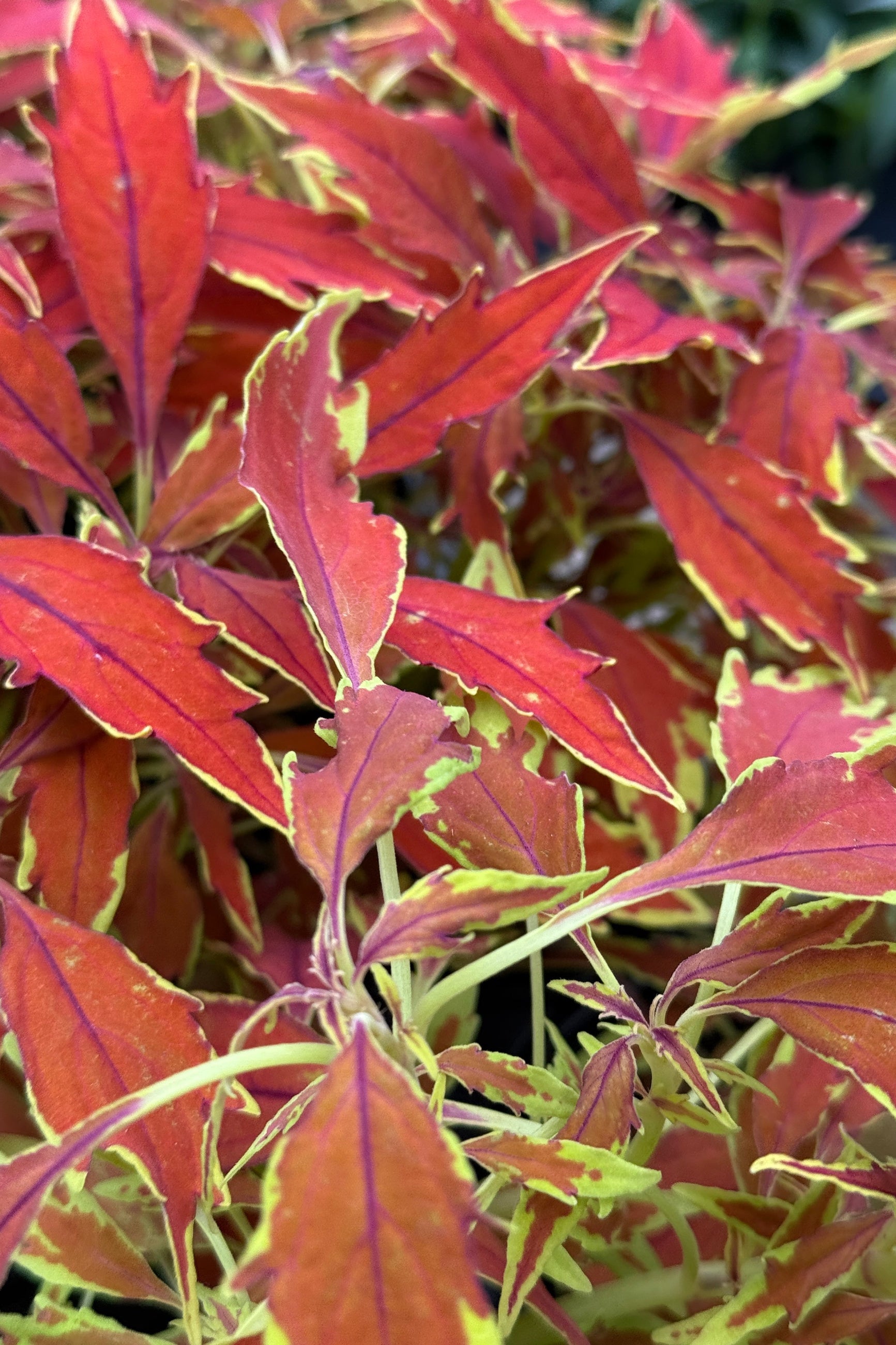 Coleus 'FlameThrower Cajun Spice' up close in April with its fiery orange red with chartreuse edged leaves ©Sprout Home