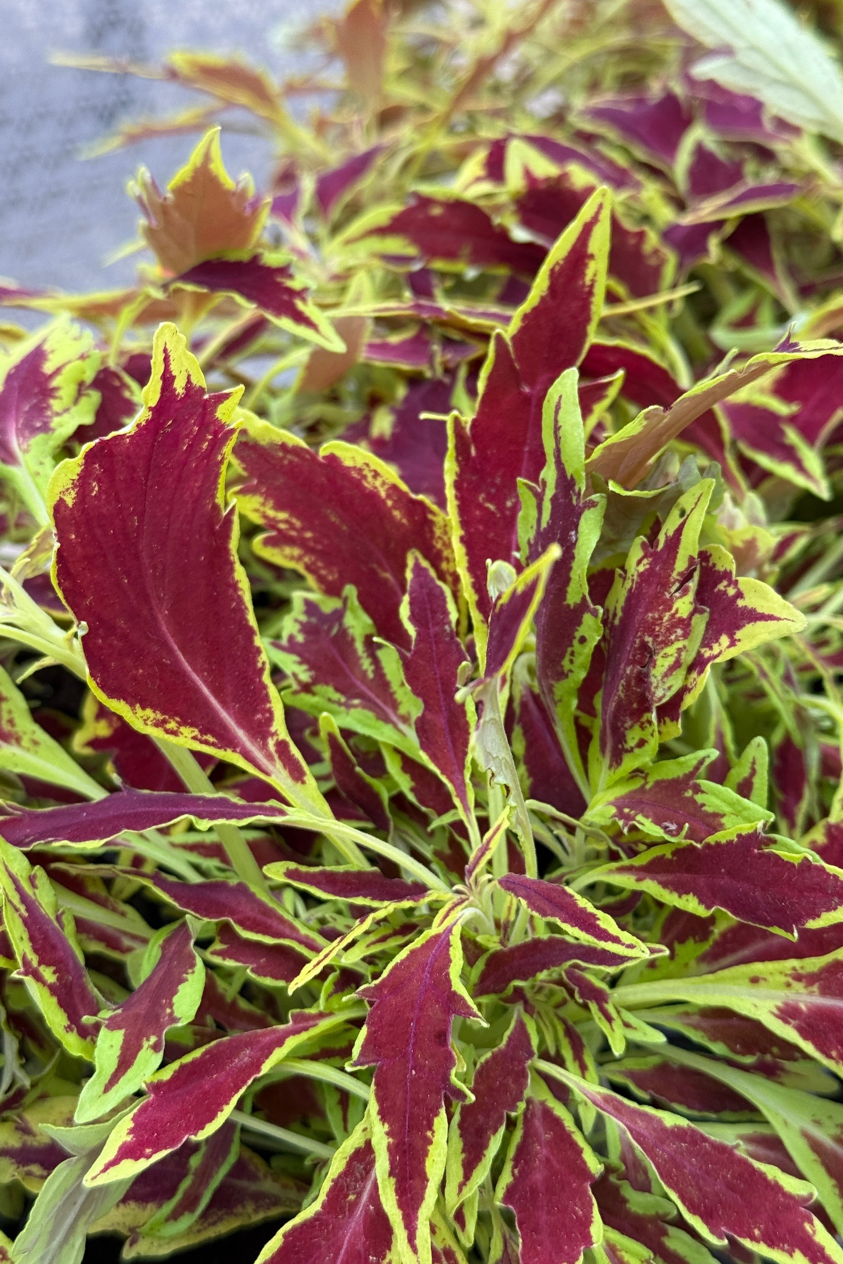 Coleus 'FlameThrower Serrano' up close in April with its fiery red with chartreuse edged leaves ©Sprout Home