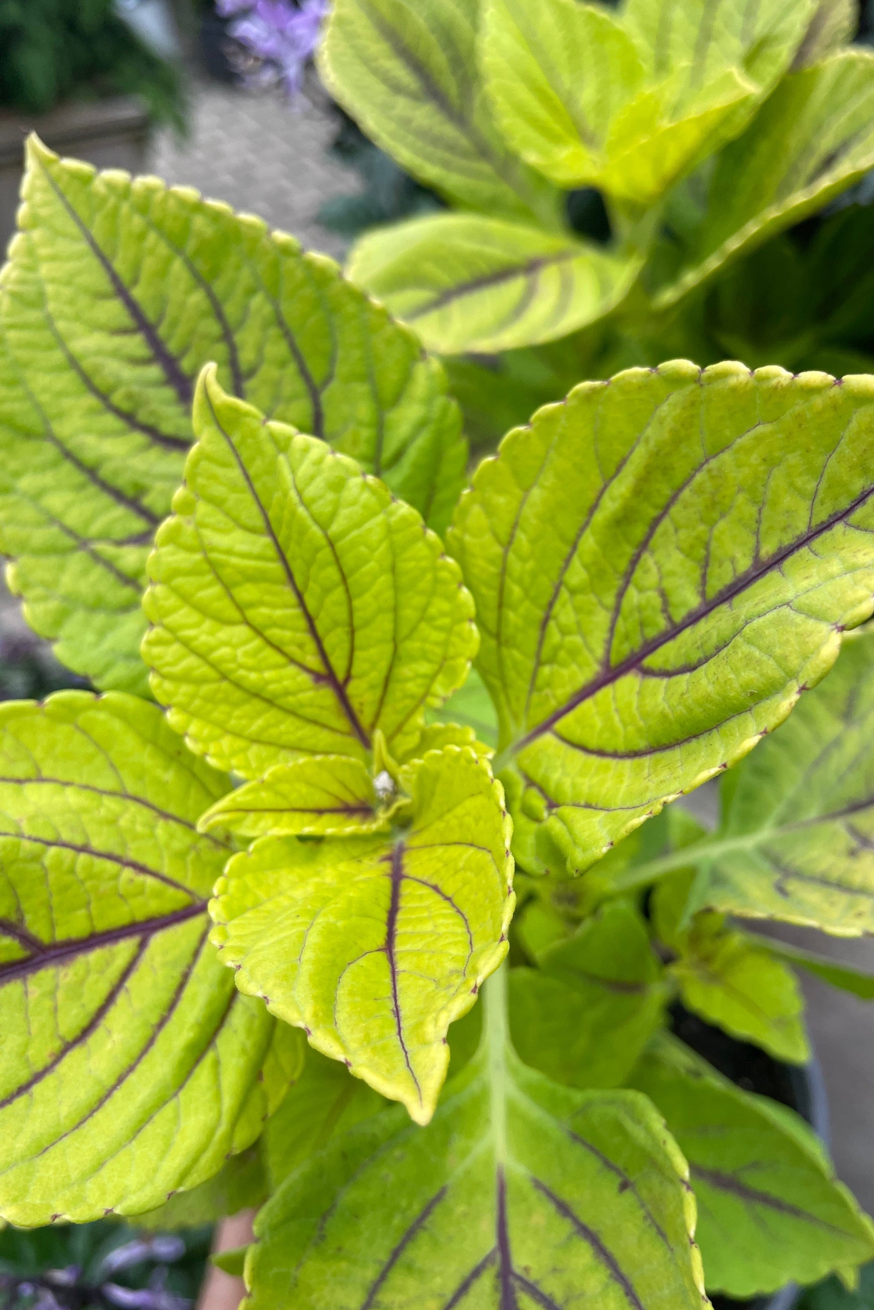 Coleus 'Gay's Delight' bright green leaves with burgundy veins. ©Sprout Home
