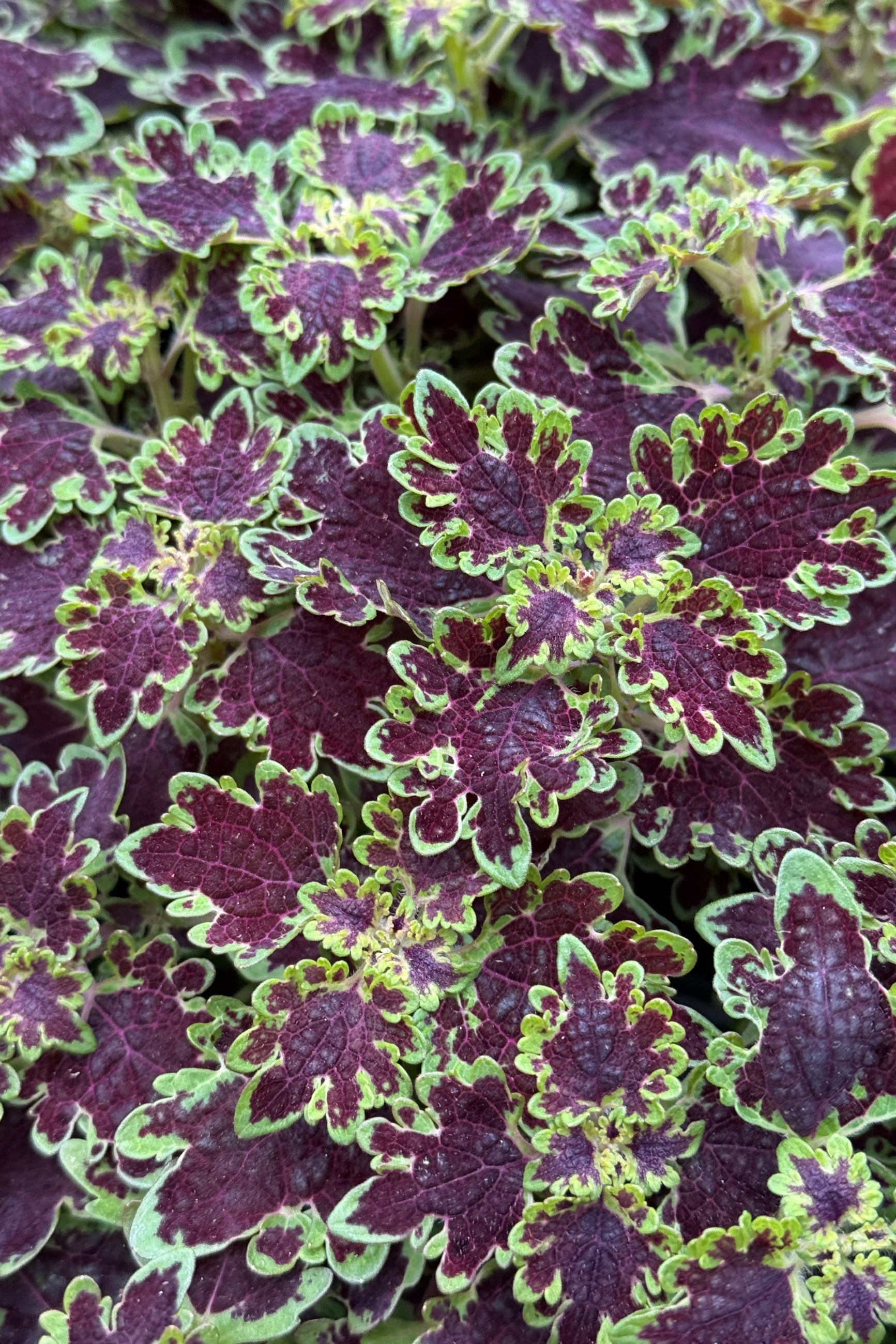 Coleus 'Inky Fingers' up close in April with its dark burgundy with chartreuse edged leaves ©Sprout Home