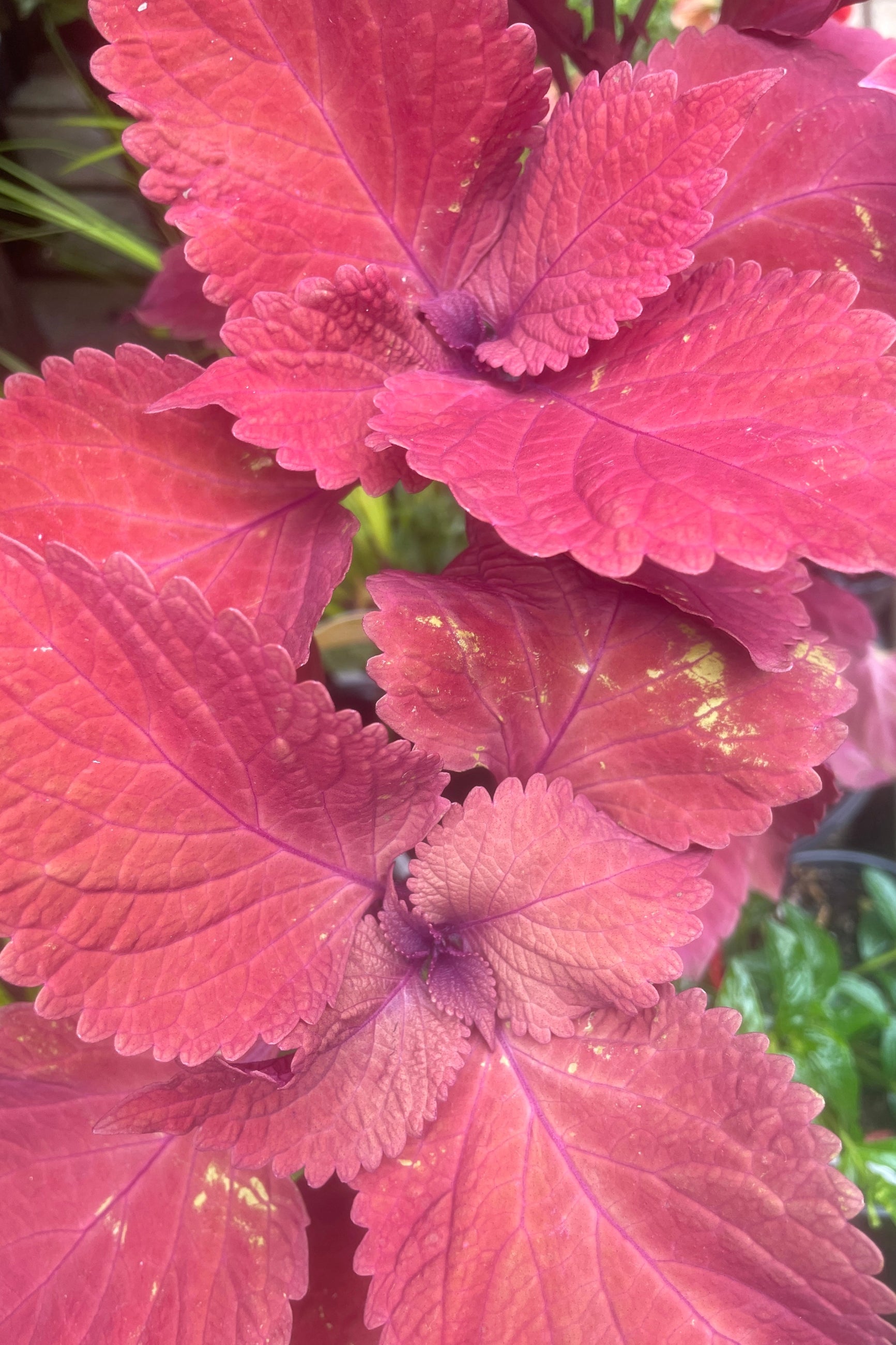 Coleus Redhead plant up close showing off the rich red leaves. ©Sprout Home