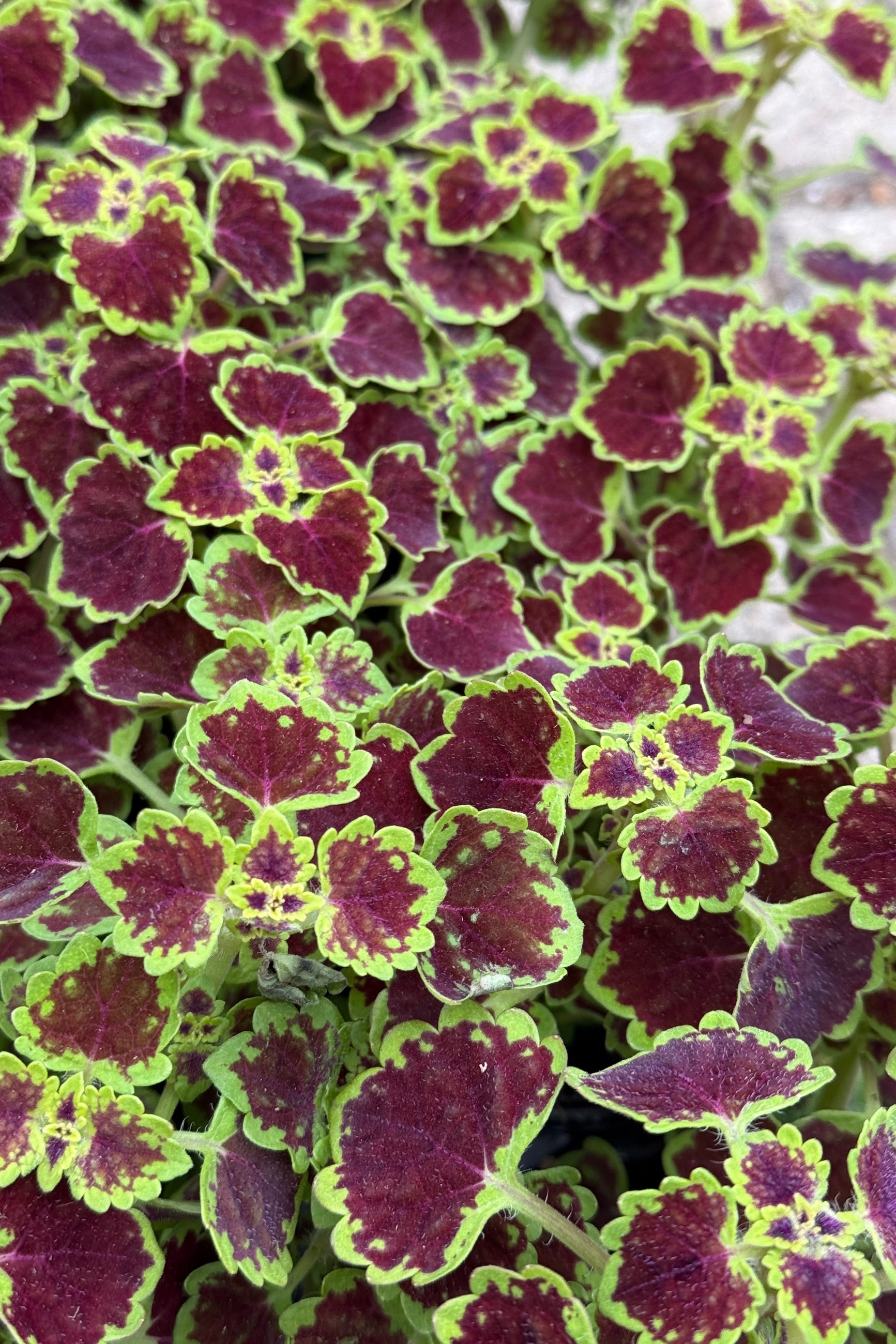 Coleus 'Stained Glassworks Burgundy Wedding' up close in April with its dark red/burgundy with chartreuse edged leaves ©Sprout Home