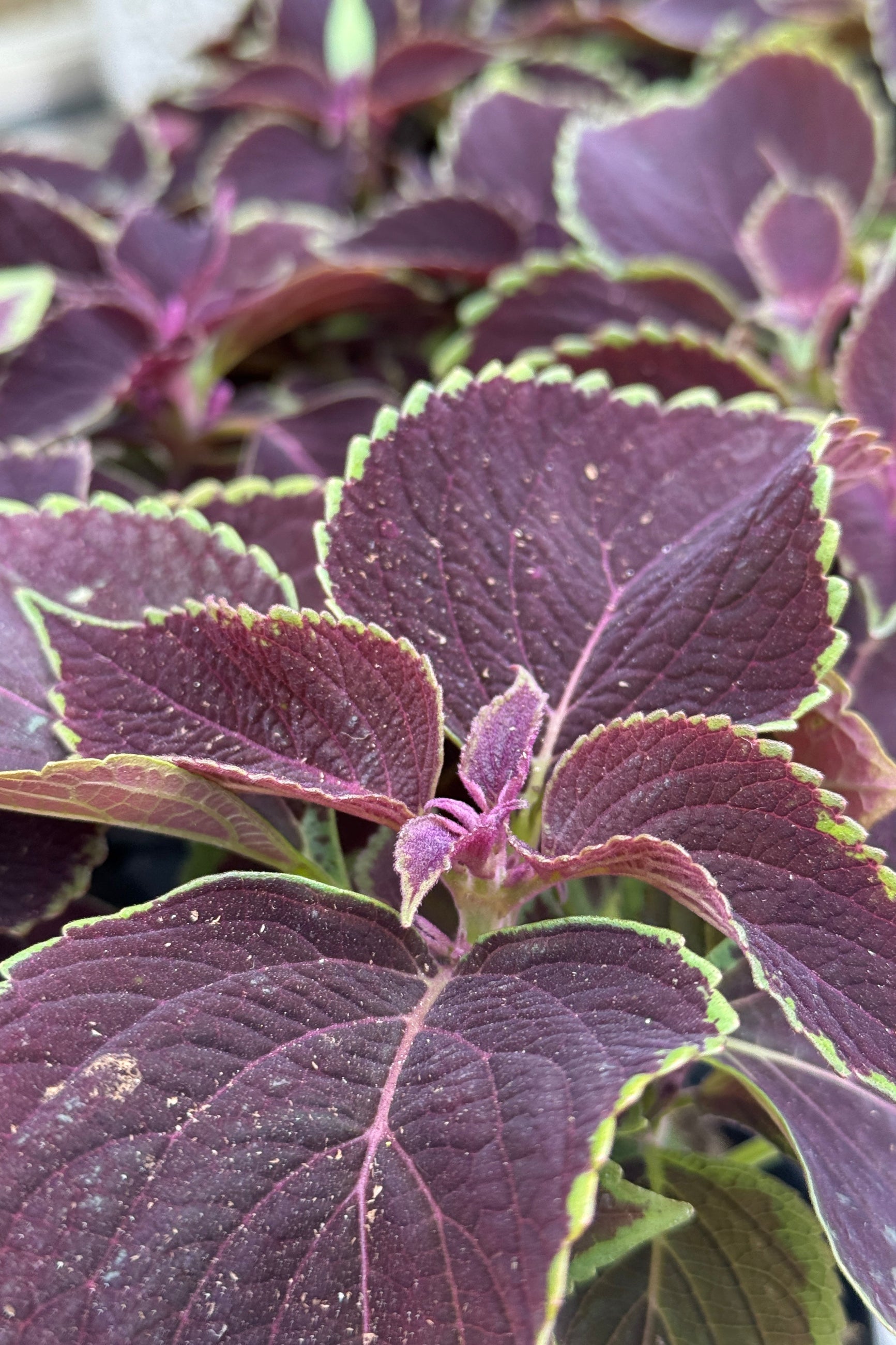 Coleus 'Volcanica Vino' up close in April with its dark burgundy black with chartreuse edged leaves ©Sprout Home