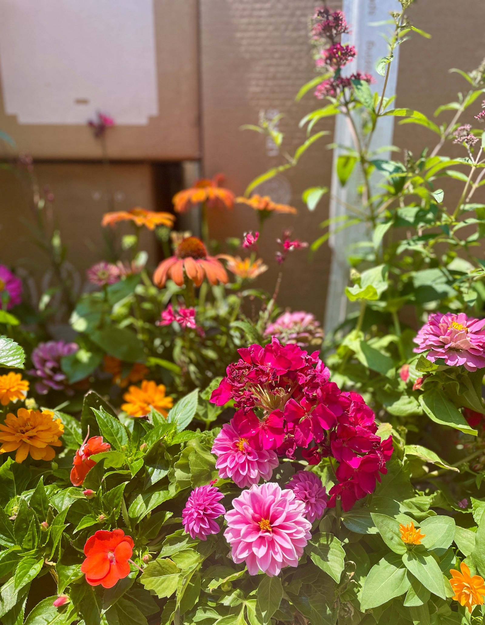 A collection of various bright annuals at Sprout Home in the middle of the summer