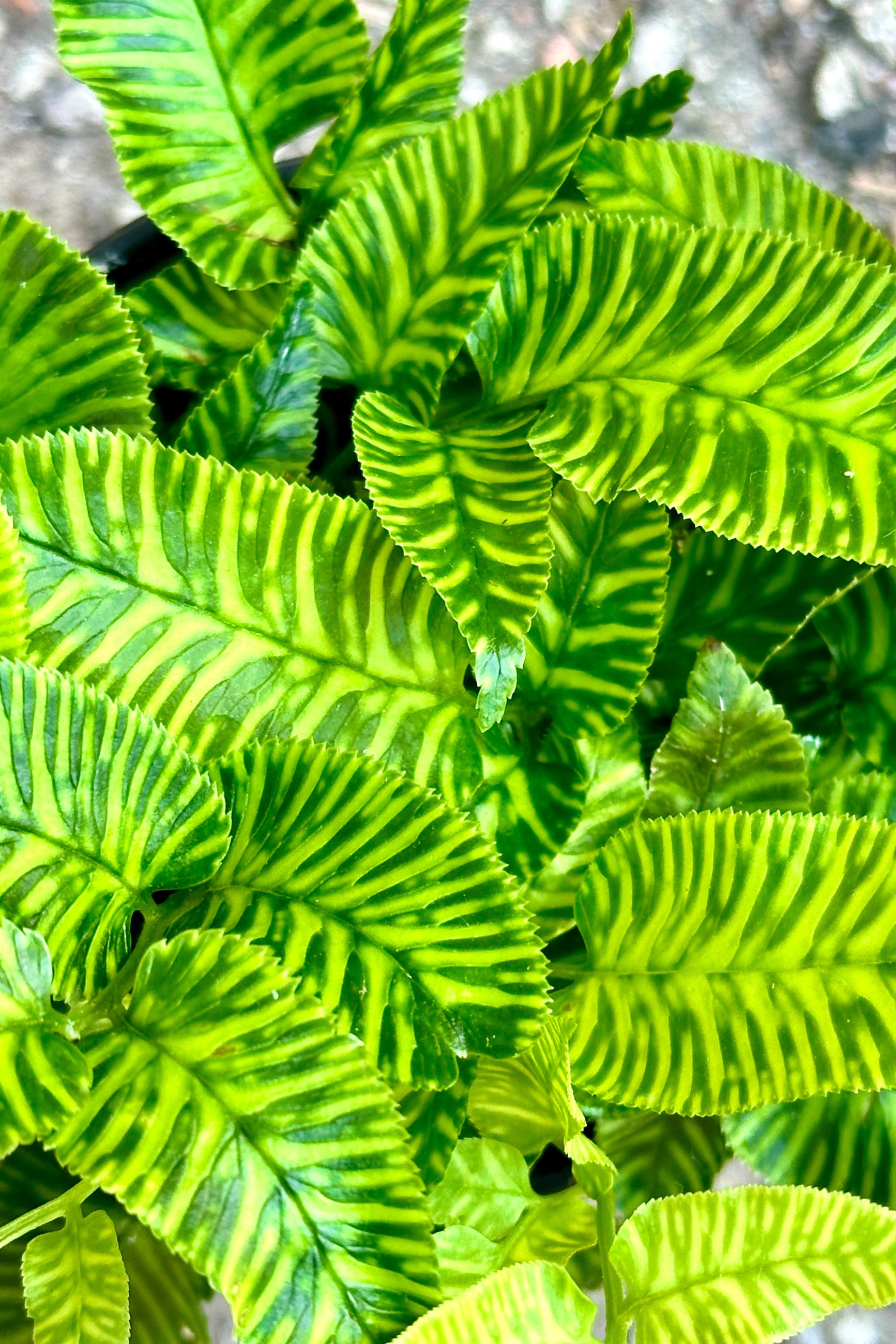 A detail of the green and chartreuse striped leaves of the Coniogramme "Golden Zebra Fern" ©Sprout Home