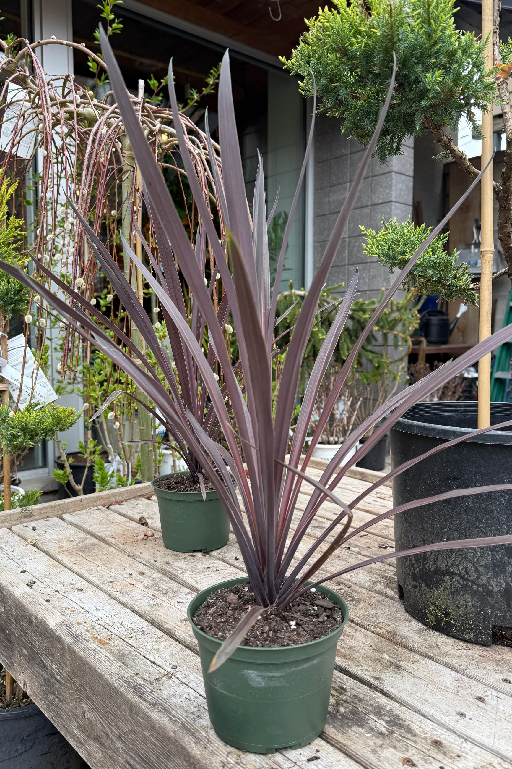 Cordyline 'Red Star' in a 6" growers pot the end of April ©Sprout Home
