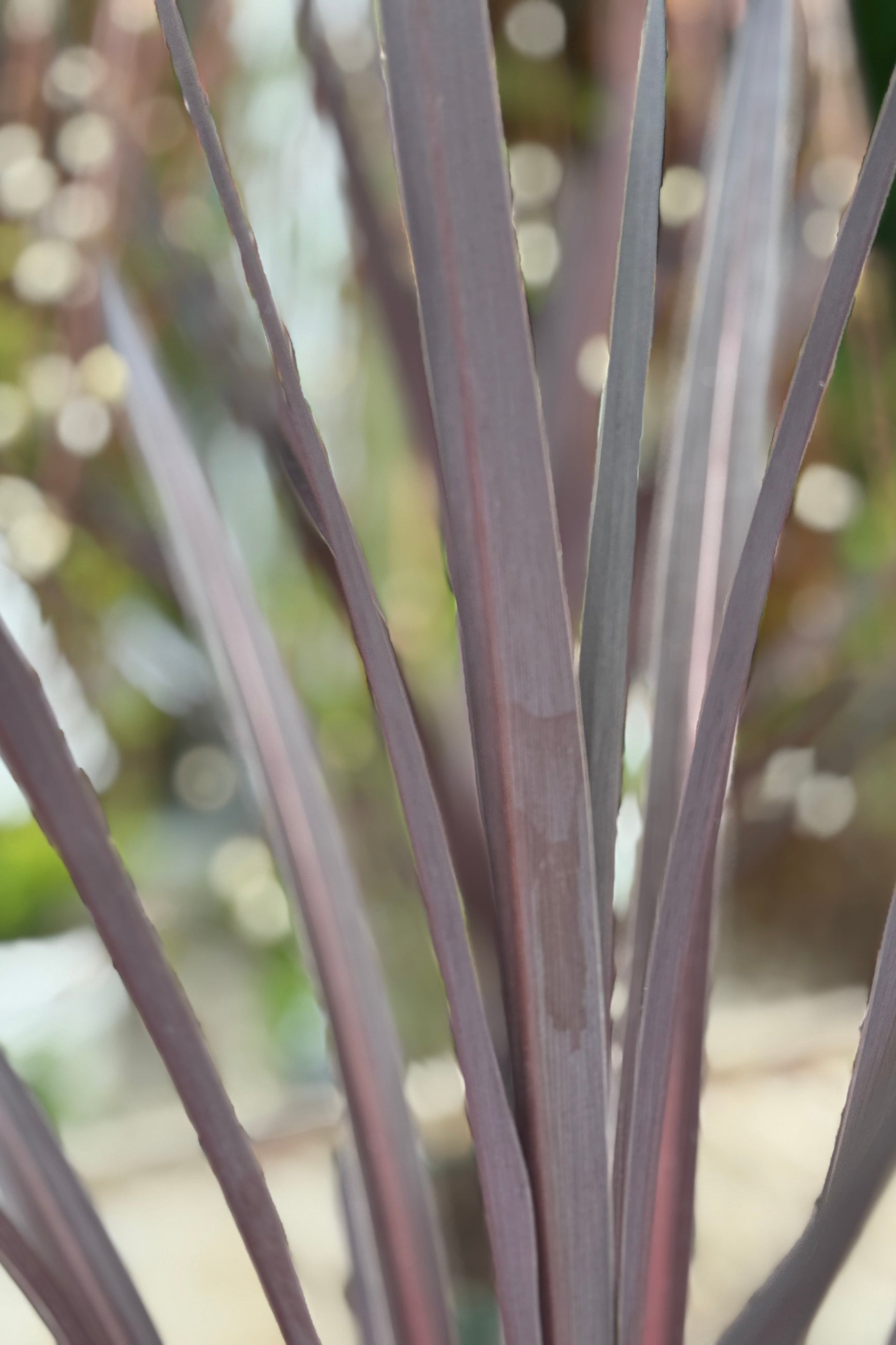 Cordyline 'Red Star' up close detail of the dark burgundy leaves the end of April ©Sprout Home