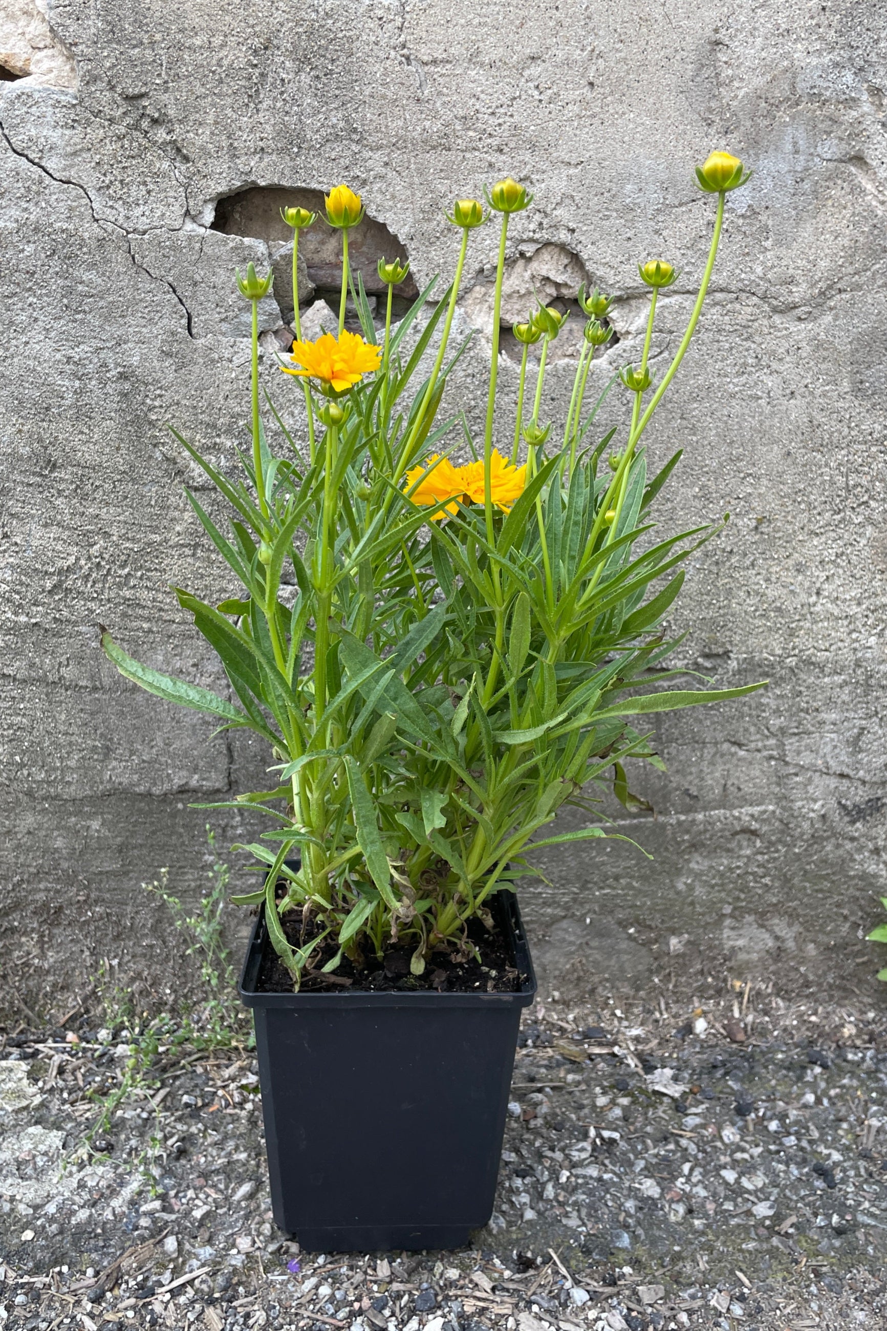 Coreopsis 'Double the Sun' in a 4" growers pot at Sprout Home in bud and boom the end of May ©Sprout Home