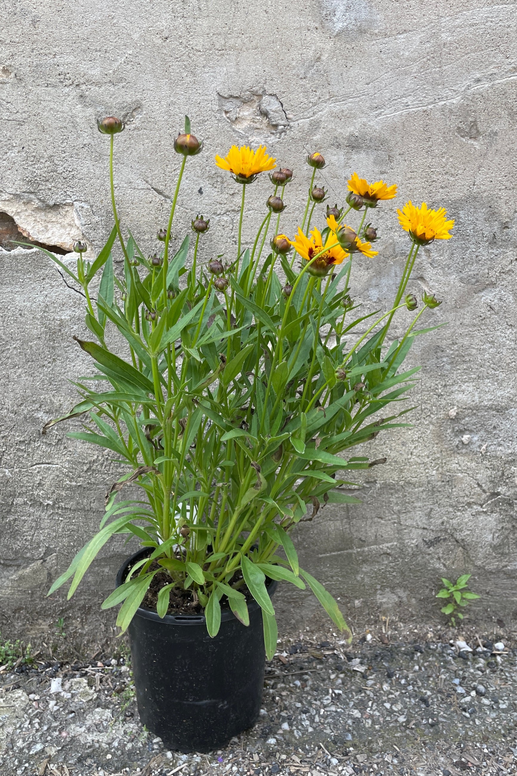 Coreopsis 'Sunfire' in a #1 growers pot in bud and bloom with yellow flowers the beginning of June against a concrete wall. ©Sprout Home