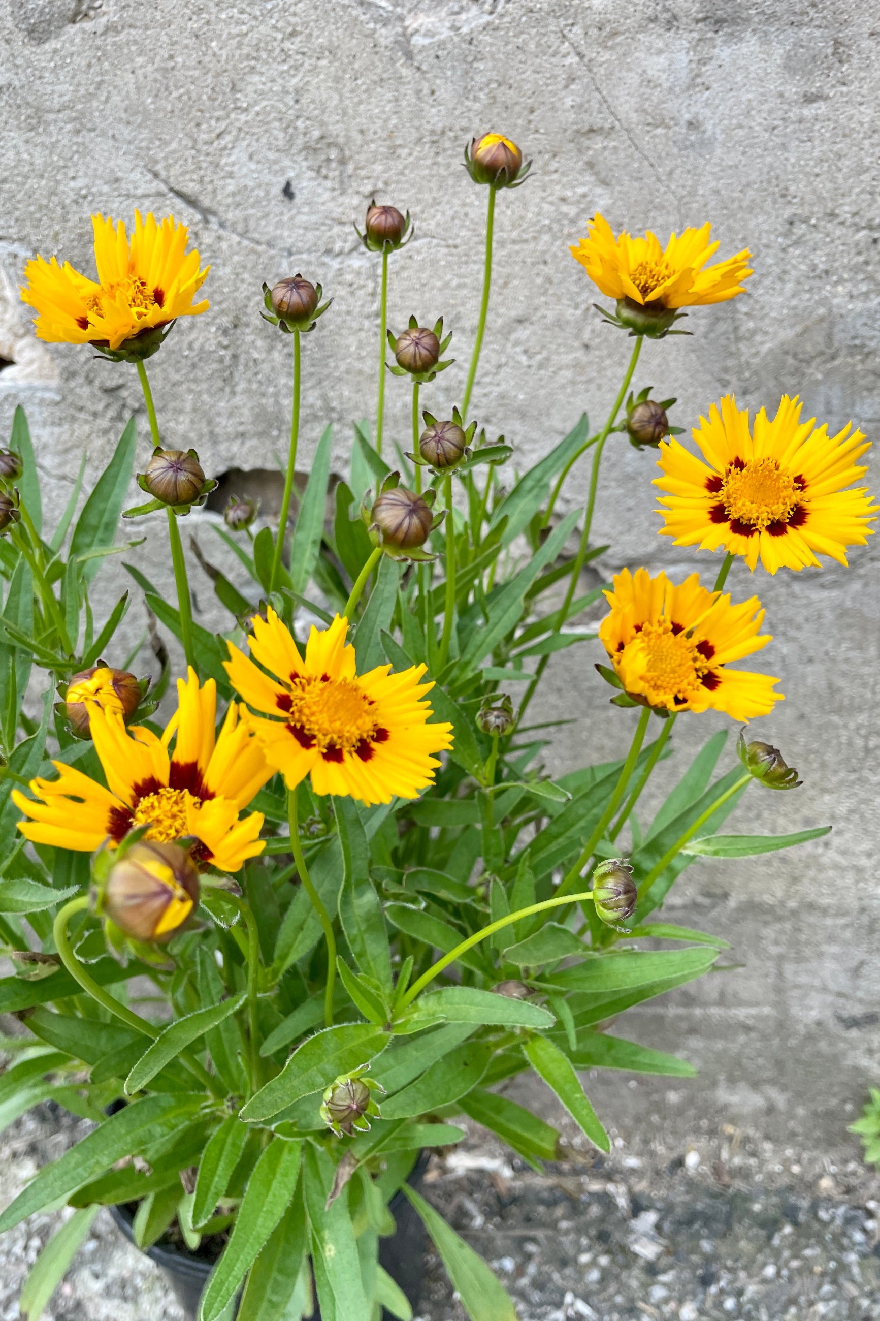 Up close detail of the yellow flowers with burgundy centers and buds the beginning of June on the Coreopsis 'Sunfire' perennial at Sprout Home. ©Sprout Home
