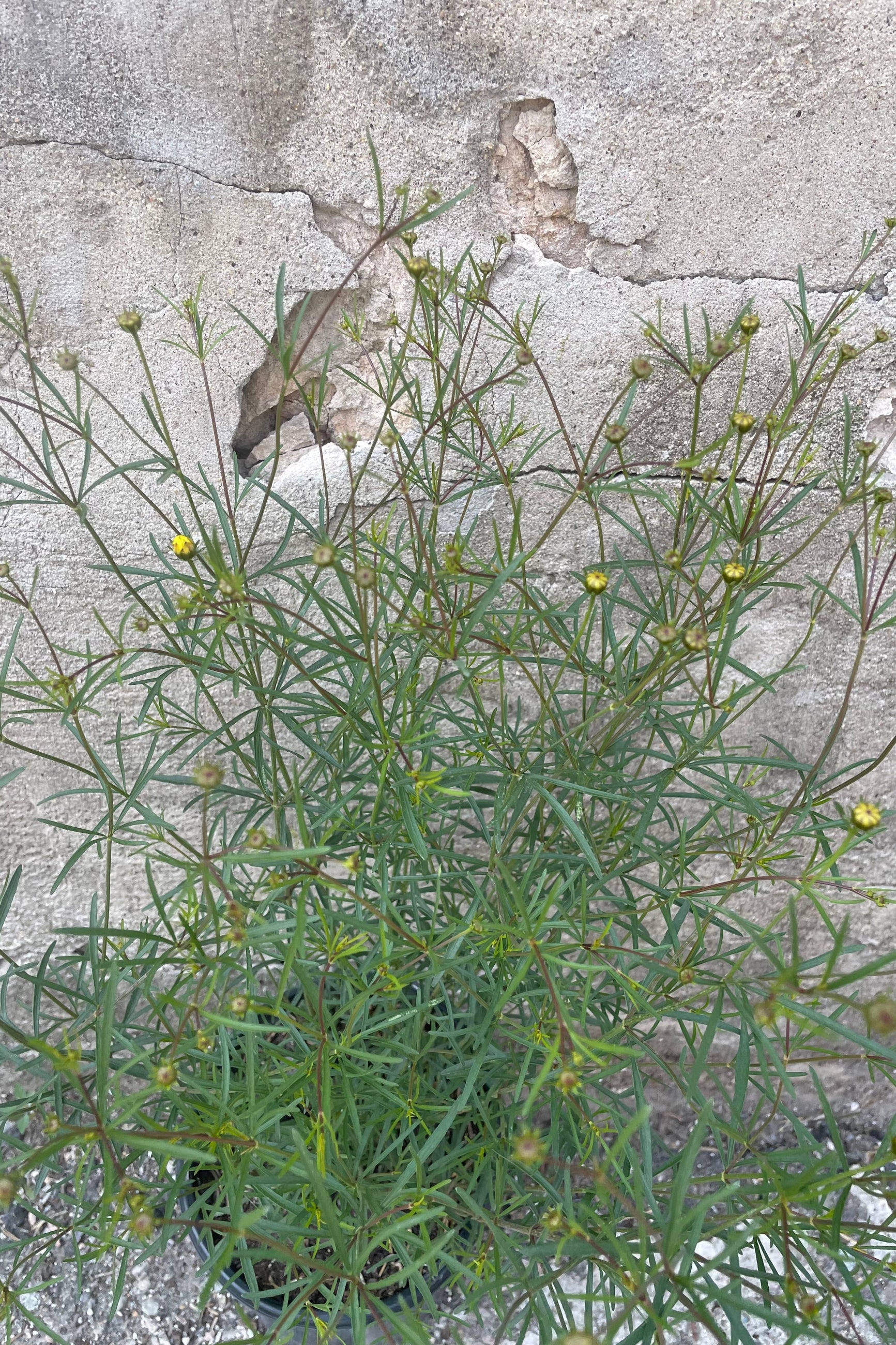 detail picture of the fresh new buds and fine foliage of the Coreopsis 'Moonbeam' the middle of June before blooming. @Sprout Home