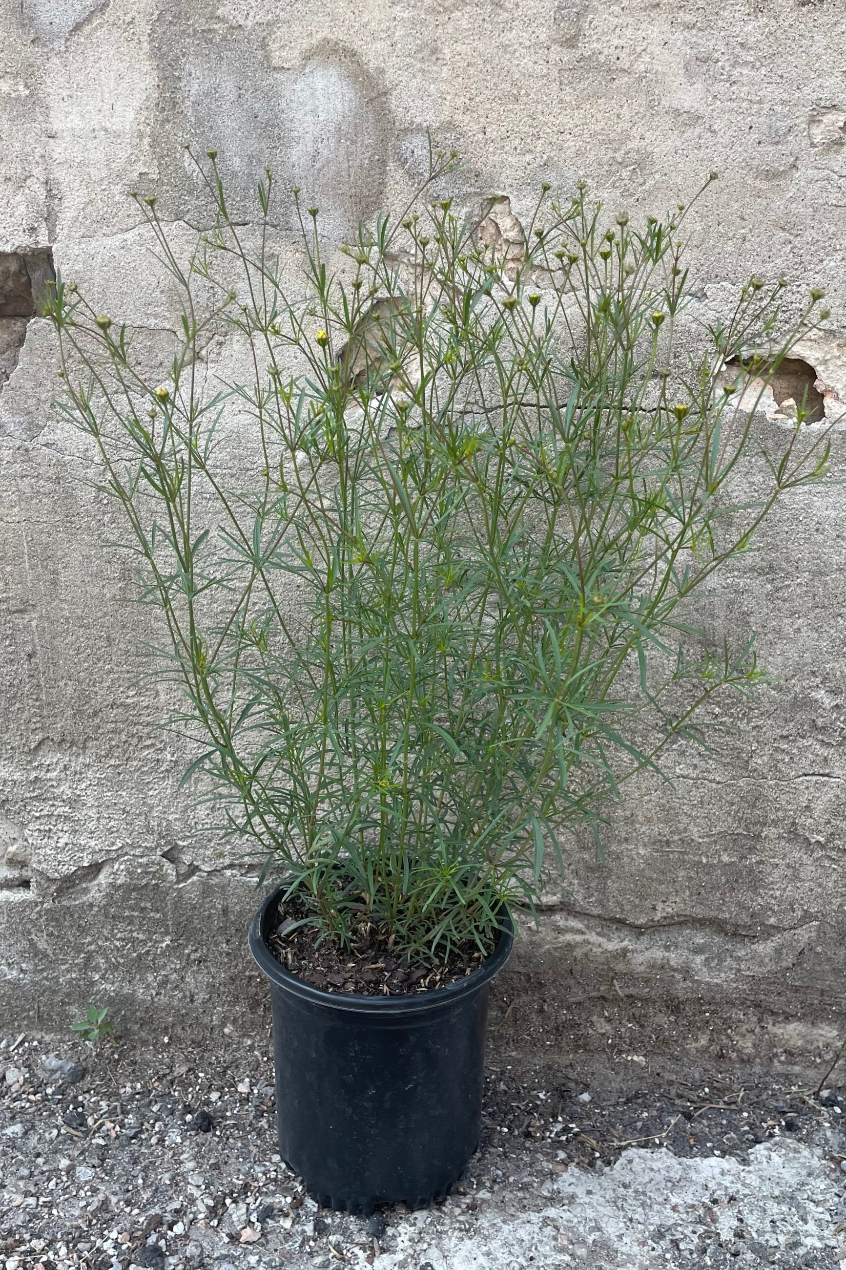 Coreopsis 'Moonbeam' in a #1 growers pot the middle of June setting but and about to bloom. @Sprout Home