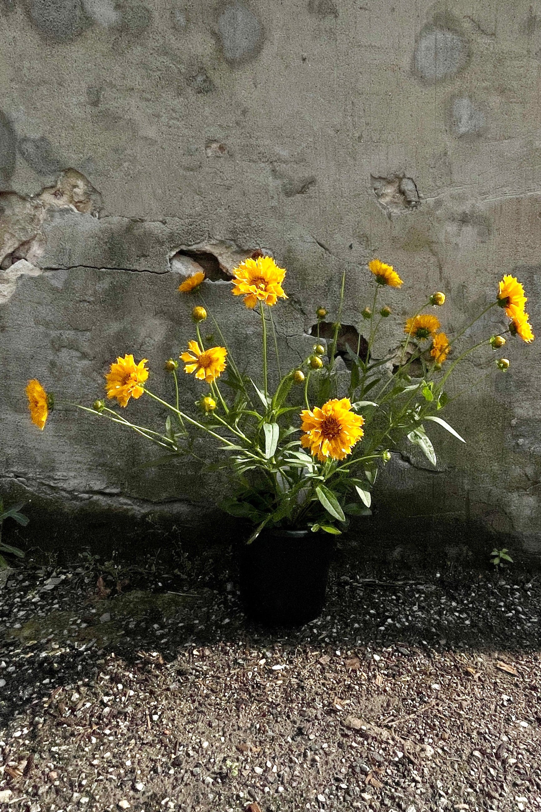 Coreopsis 'Jethro Tull' in full bloom the end of May in a #1 growers pot.©Sprout Home