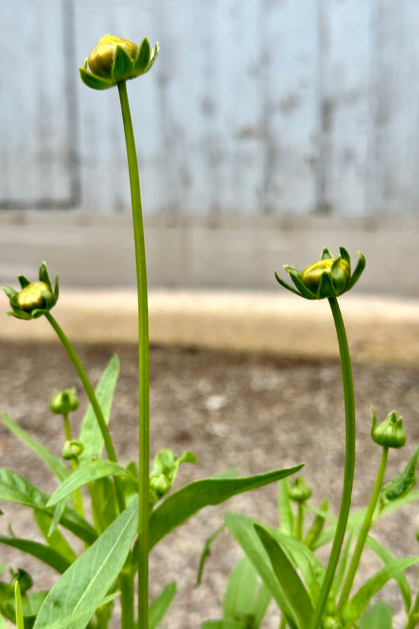 The buds of the Coreopsis 'Jethro Tull' about to bloom the beginning of May at Sprout Home. 