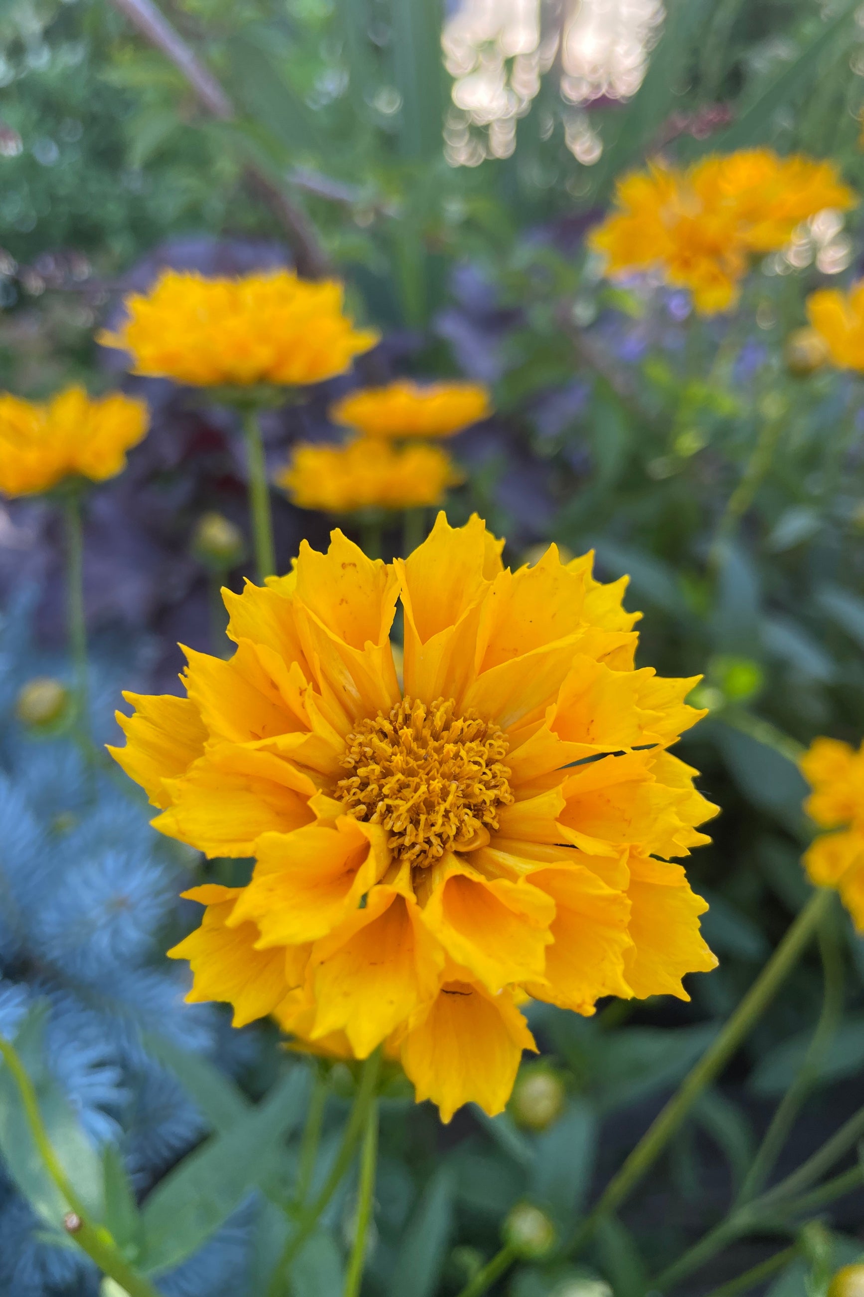 Up close detail image of the yellow flowers of Coreopsis 'Jethro Tull' middle to end of May at Sprout Home. ©Sprout Home