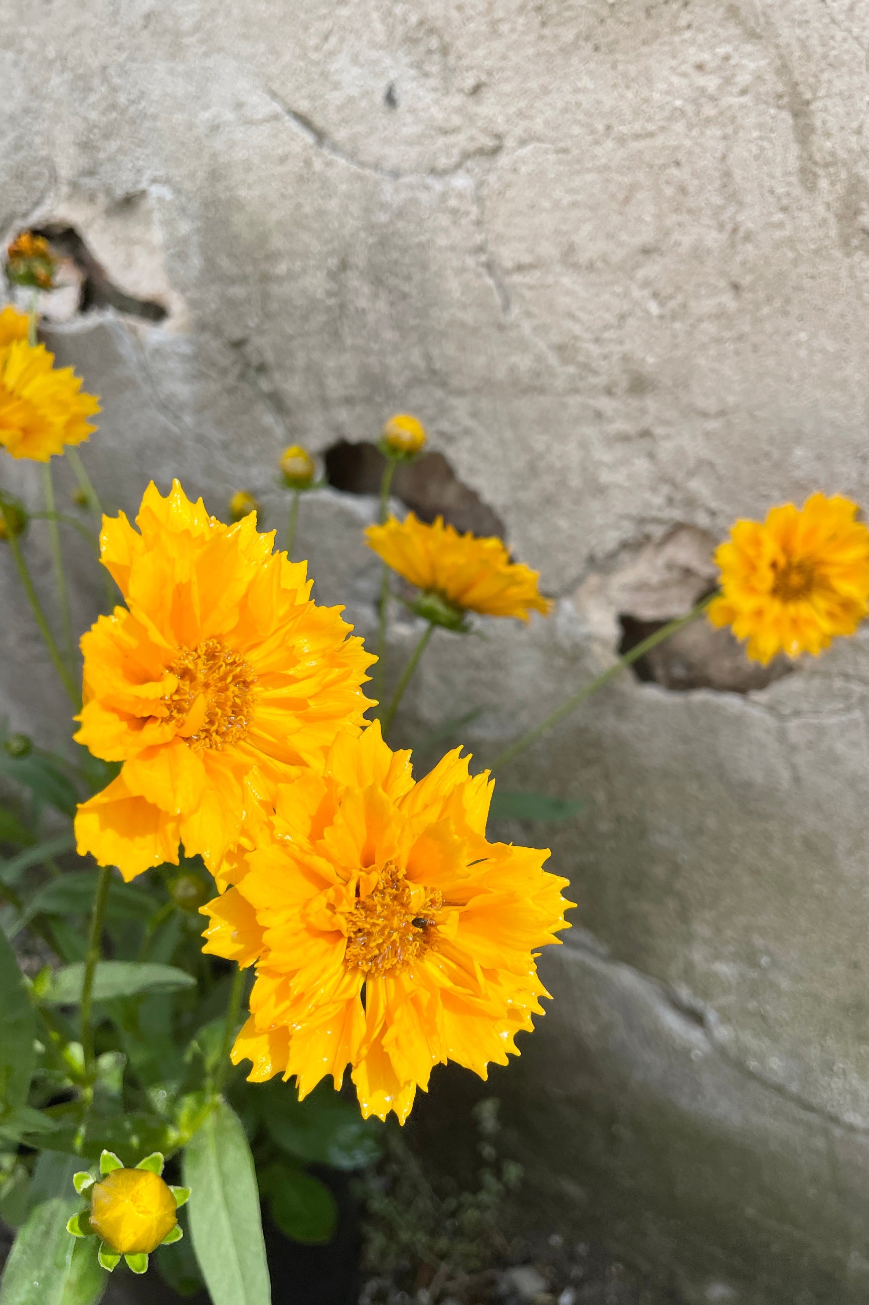 The huge yellow flowers of Coreopsis 'Jethro Tull' the end of May at Sprout Home. ©Sprout Home