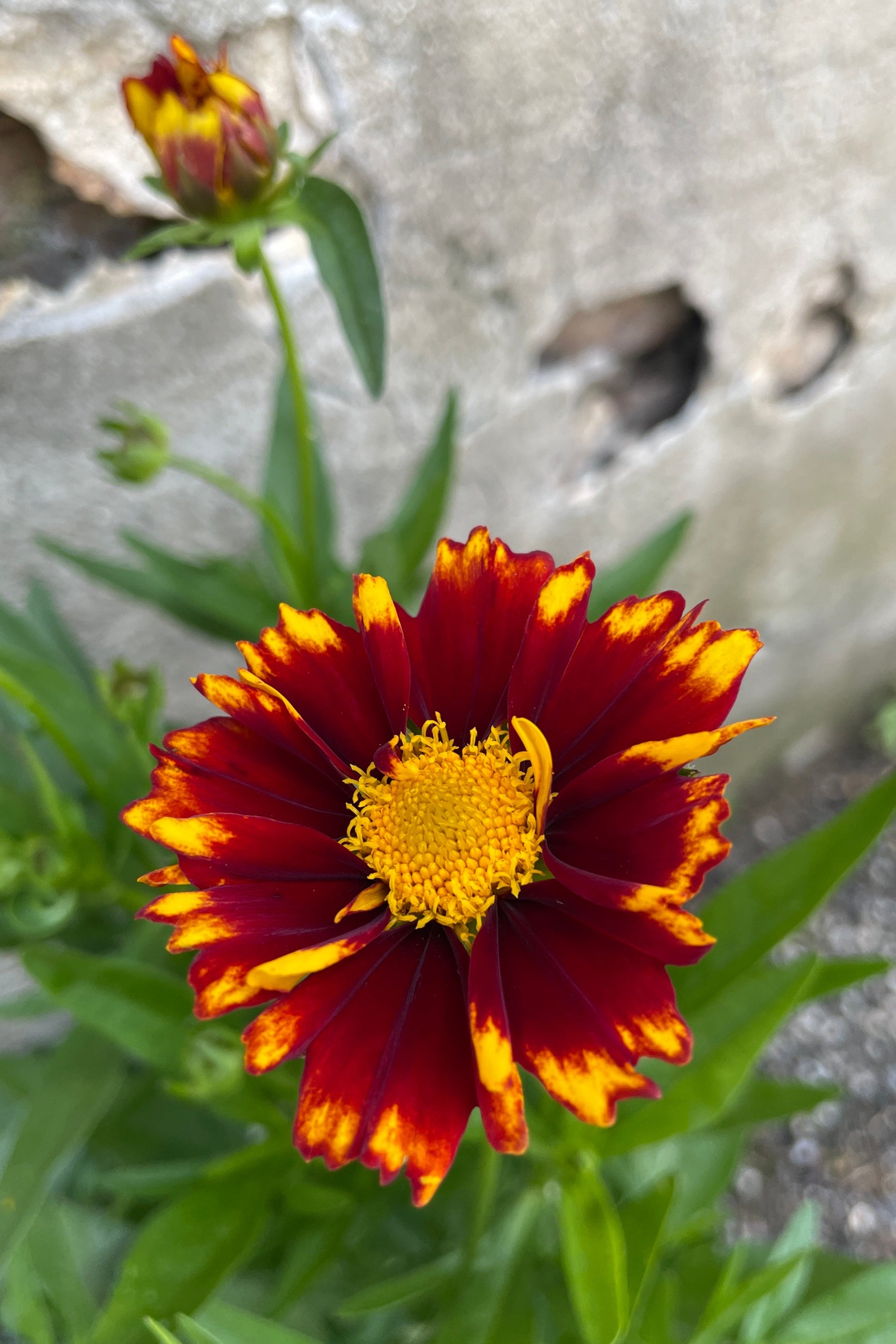 The yellow and red burgundy petals of the open bloom of Coreopsis 'Uptick Red' the beginning of June at Sprout Home. ©Sprout Home