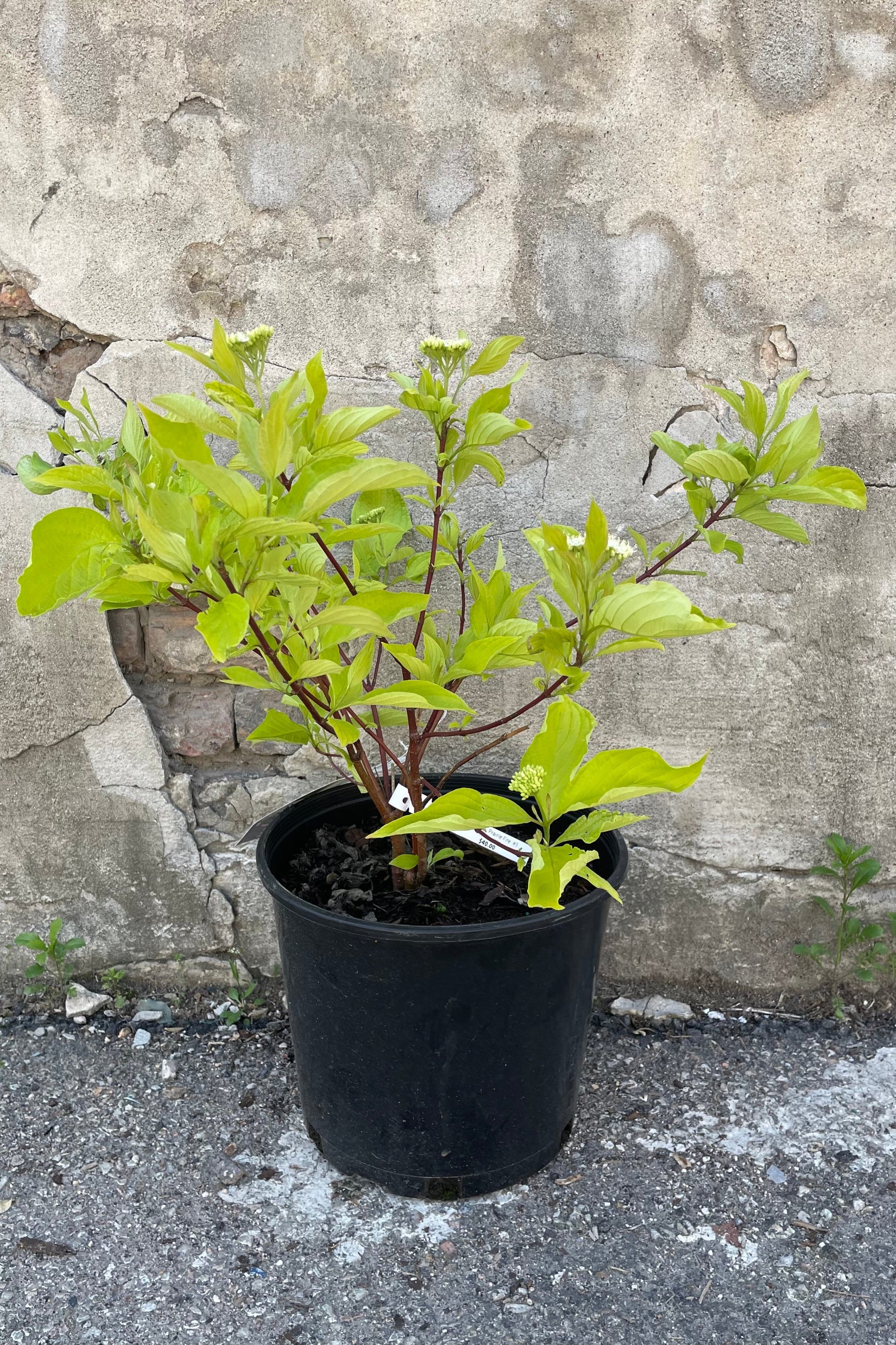 Cornus 'Prairiefire' in a #3 growers pot middle of May starting it bud and bloom cycle on top of red branches and bright green ovate leaves. ©Sprout Home