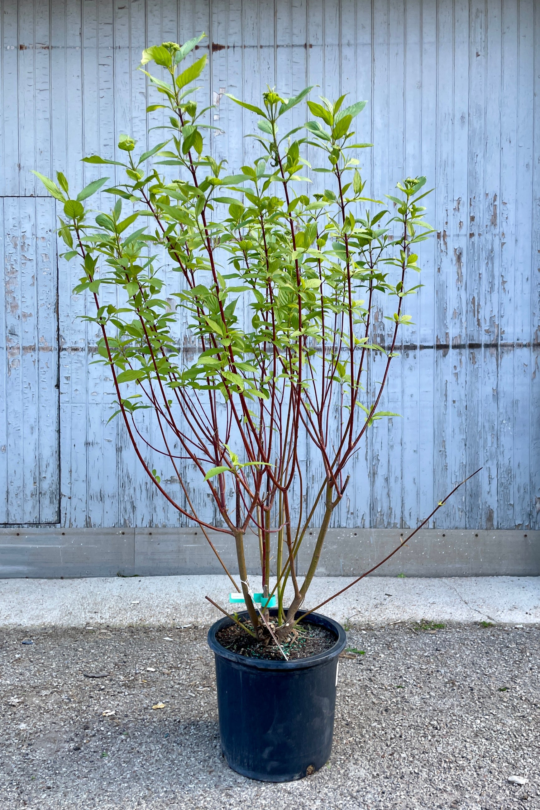 Cornus 'Baileyi' in a #5 growers pot the end of April with its new new green ovate leaves and red stems. ©Sprout Home