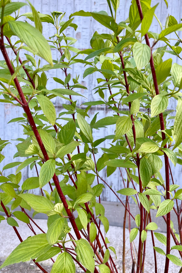 Close up of the red stems and spring green leaves of the Red Twigged Dogwood shrub the end of April. 