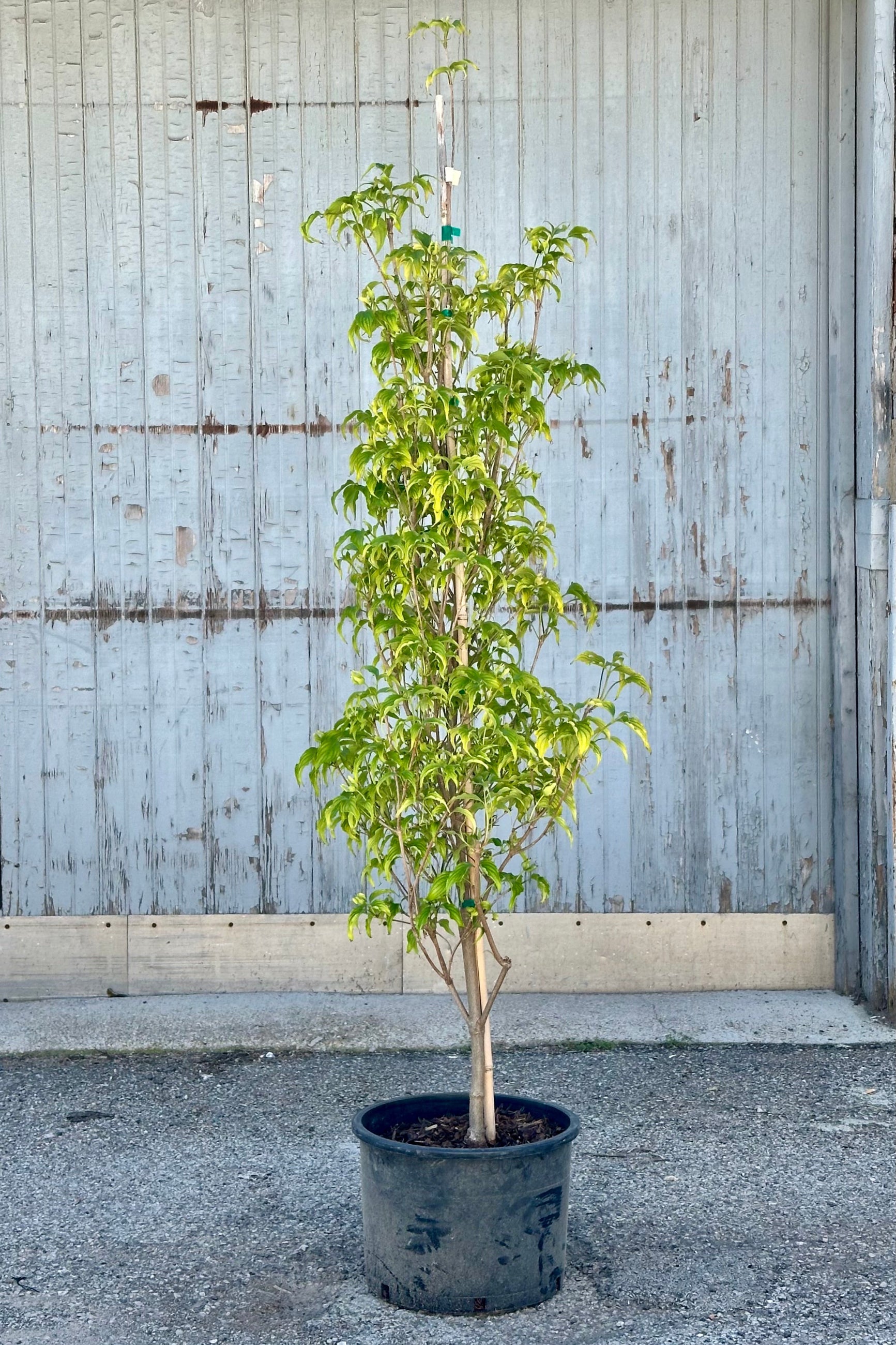 Cornus 'Greensleeves' in a #6 growers pot the end of April standing in front of a wood wall at Sprout Home. ©Sprout Home