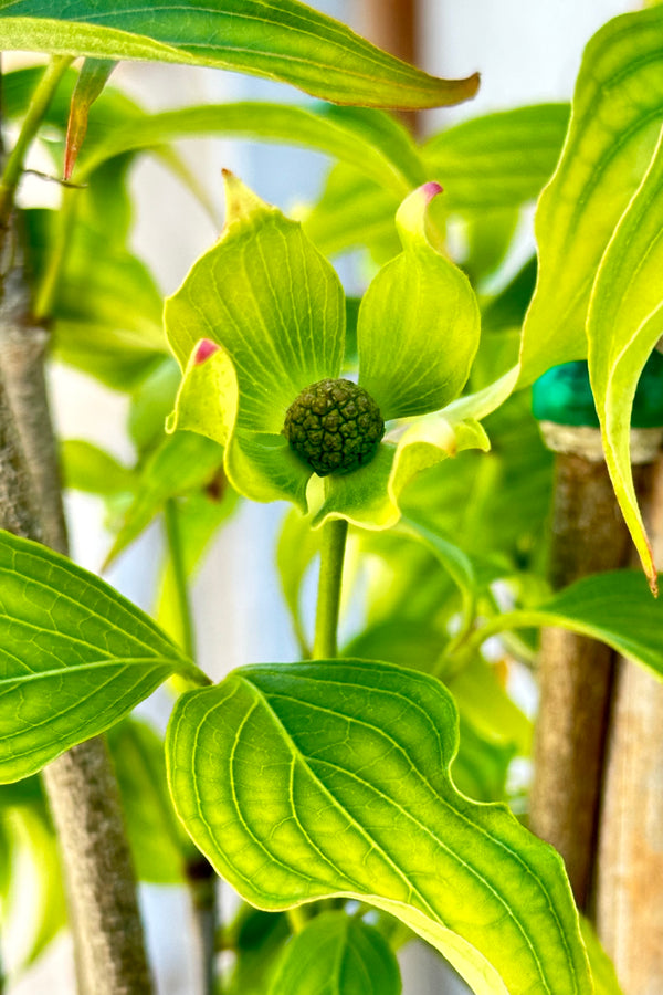 Detail of the young green fledgling flower of the Cornus 'Greensleeves' tree the last day of April at Sprout Home. 